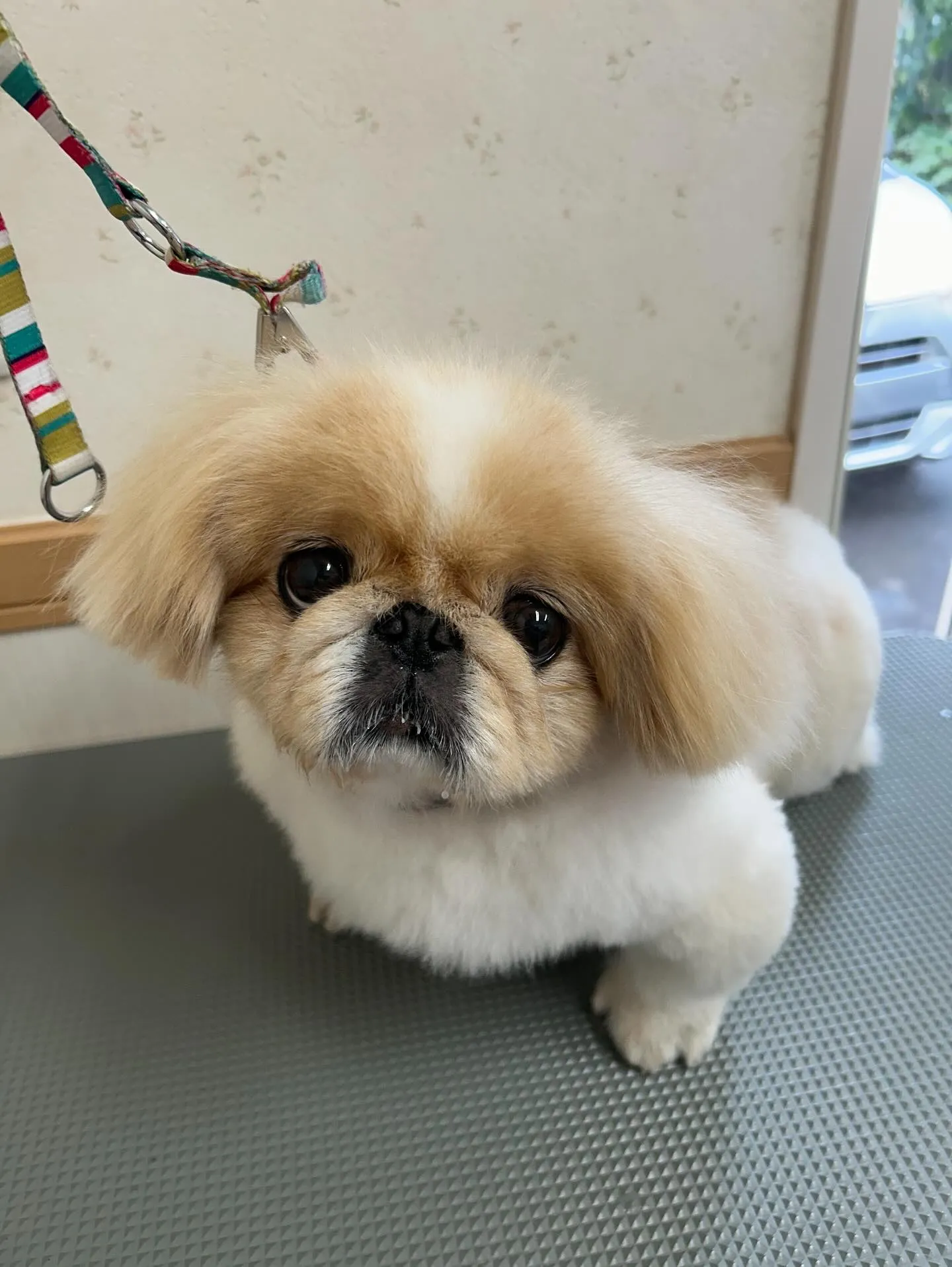 犬のシャンプー🫧