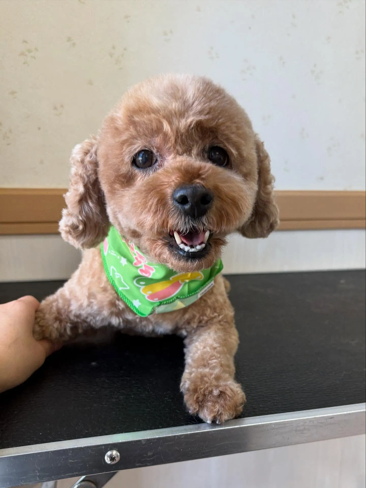 犬のトリミング✂️
