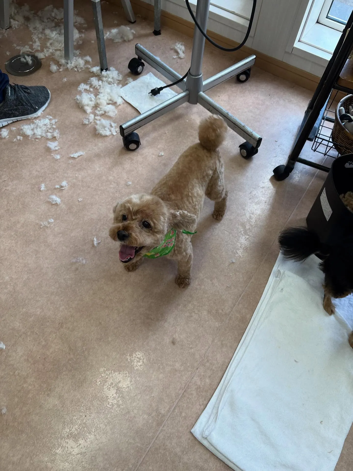 犬のトリミング✂️