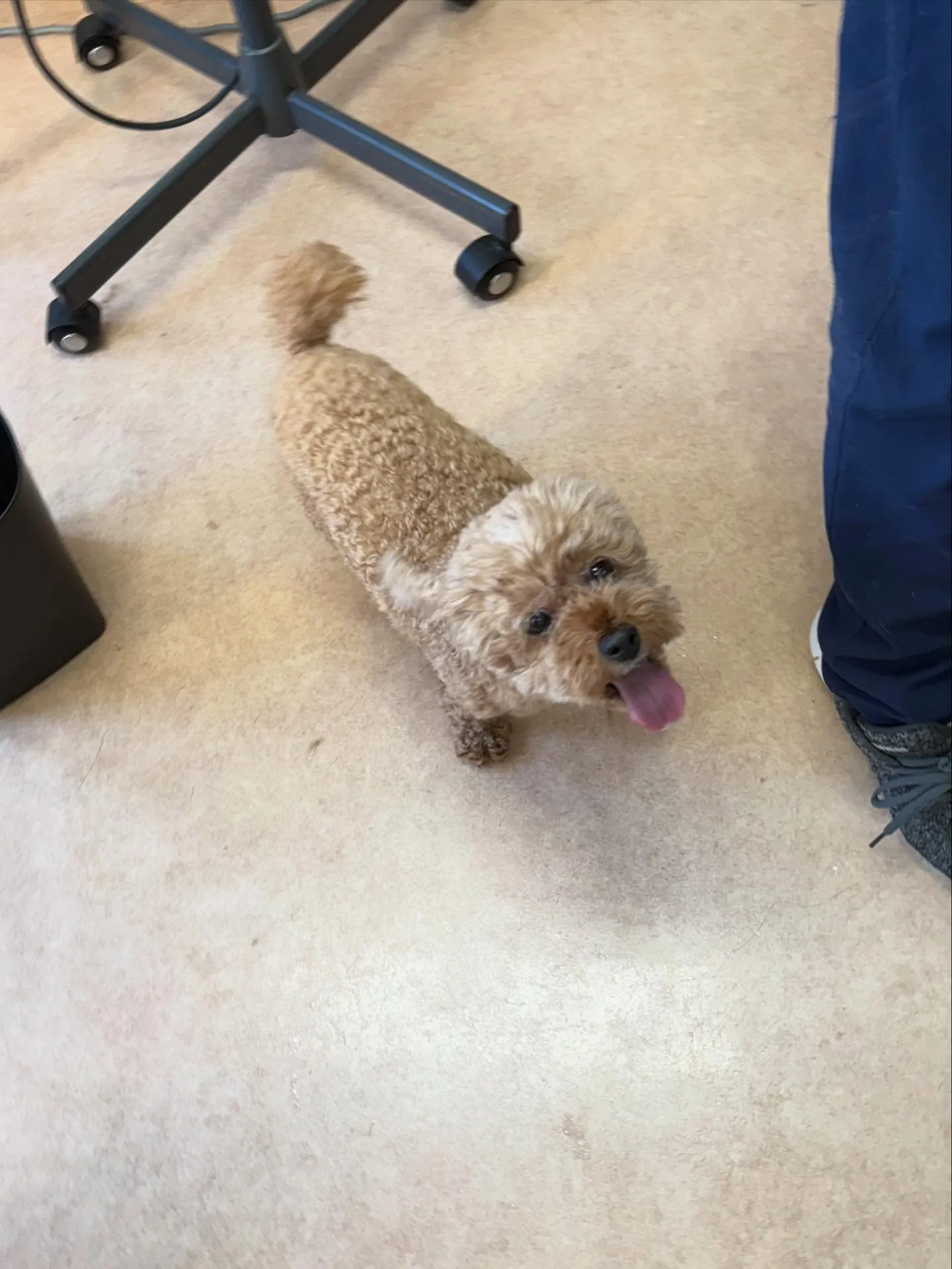 犬のトリミング✂️