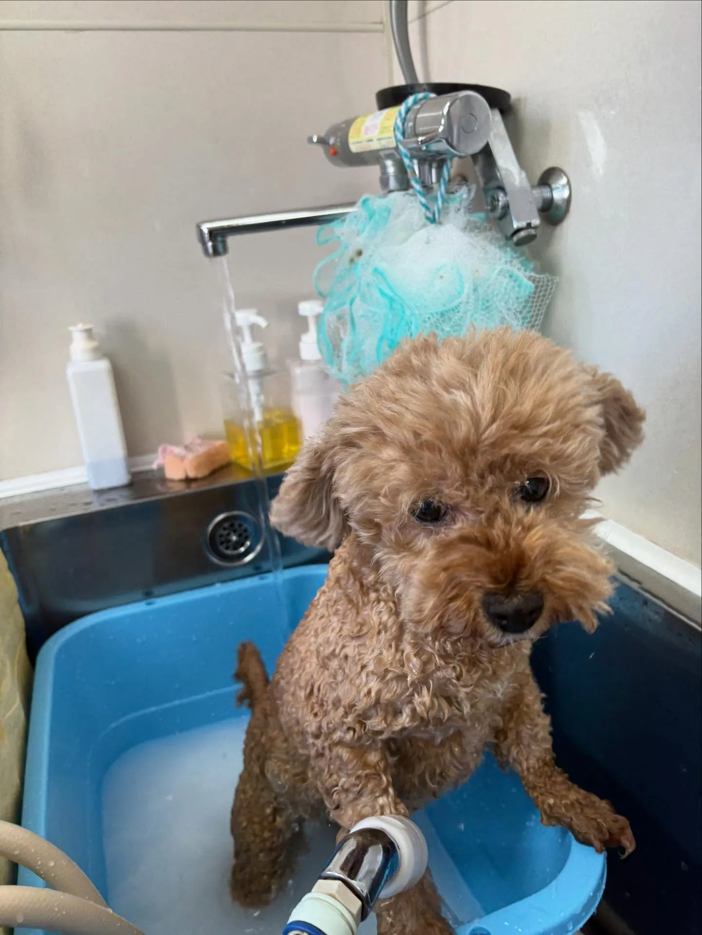 犬のトリミング✂️