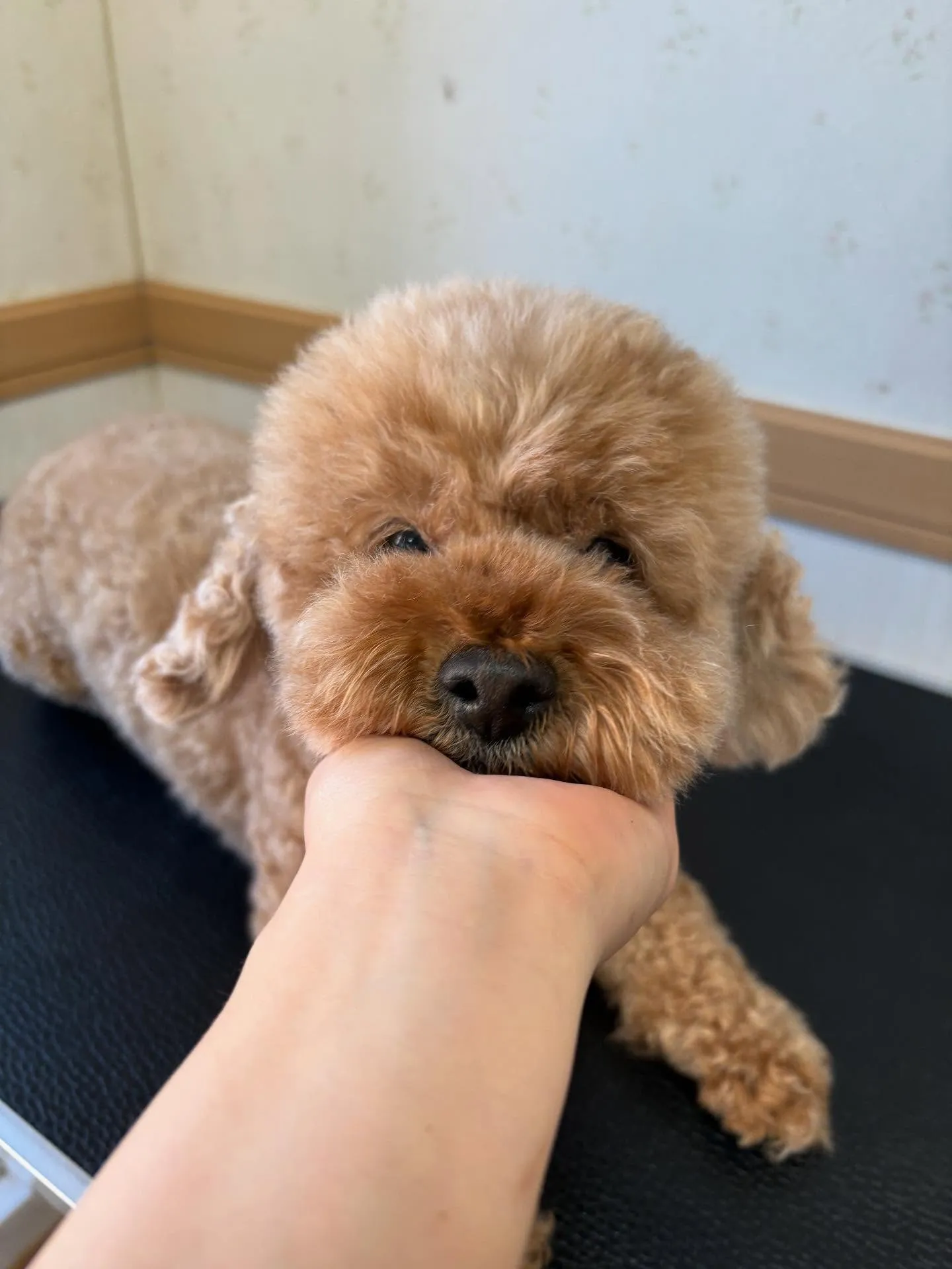 犬のトリミング✂️