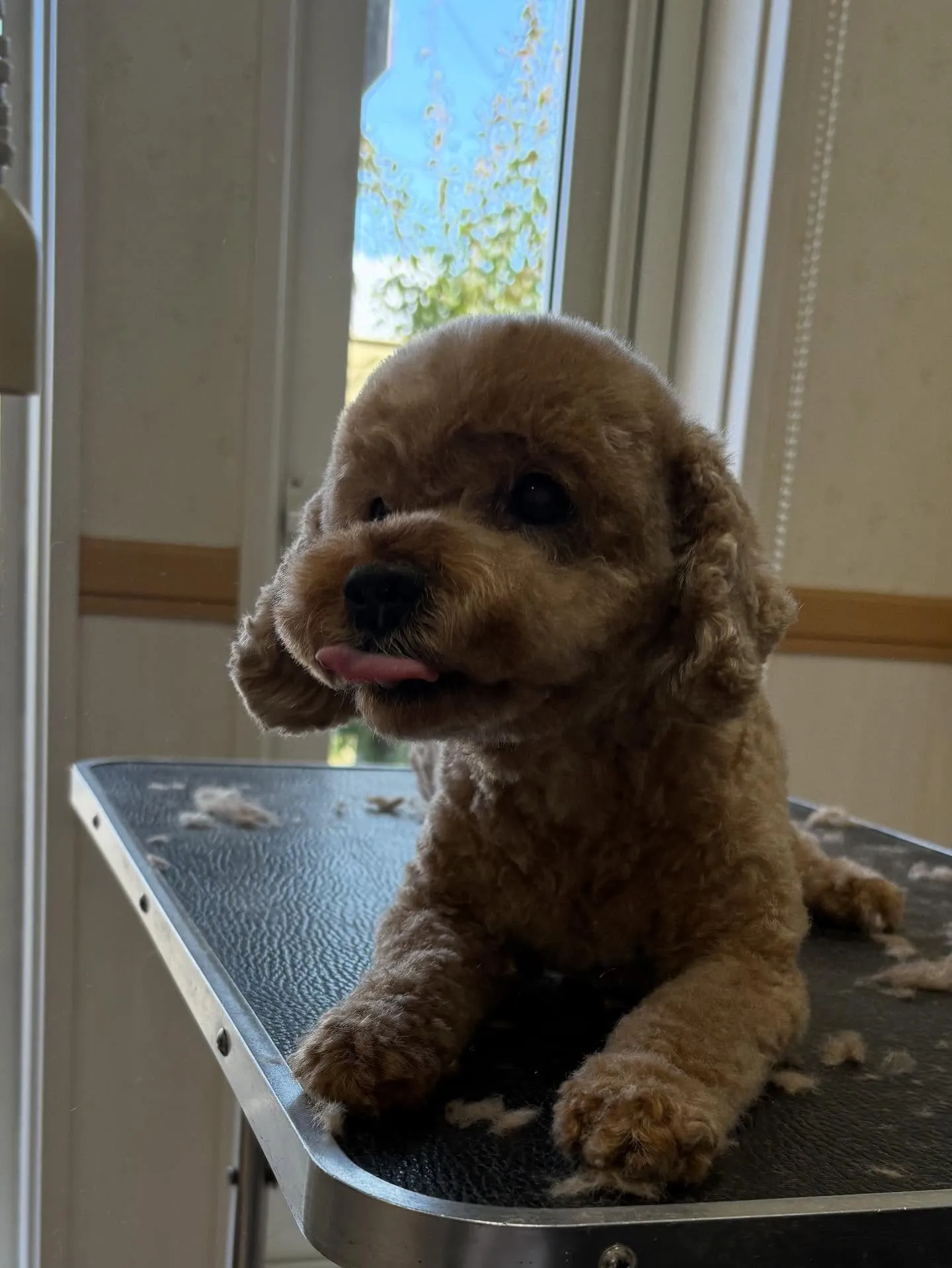犬のトリミング✂️