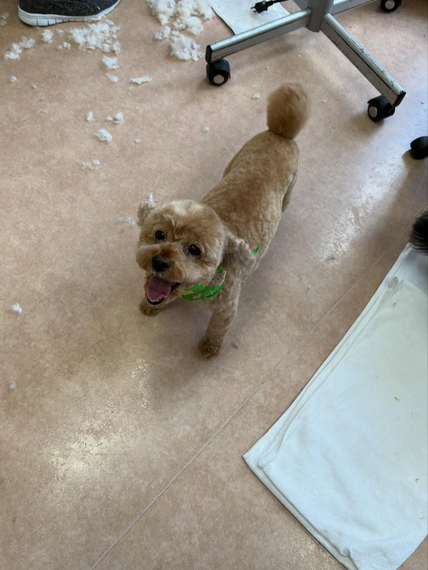 犬のトリミング✂️