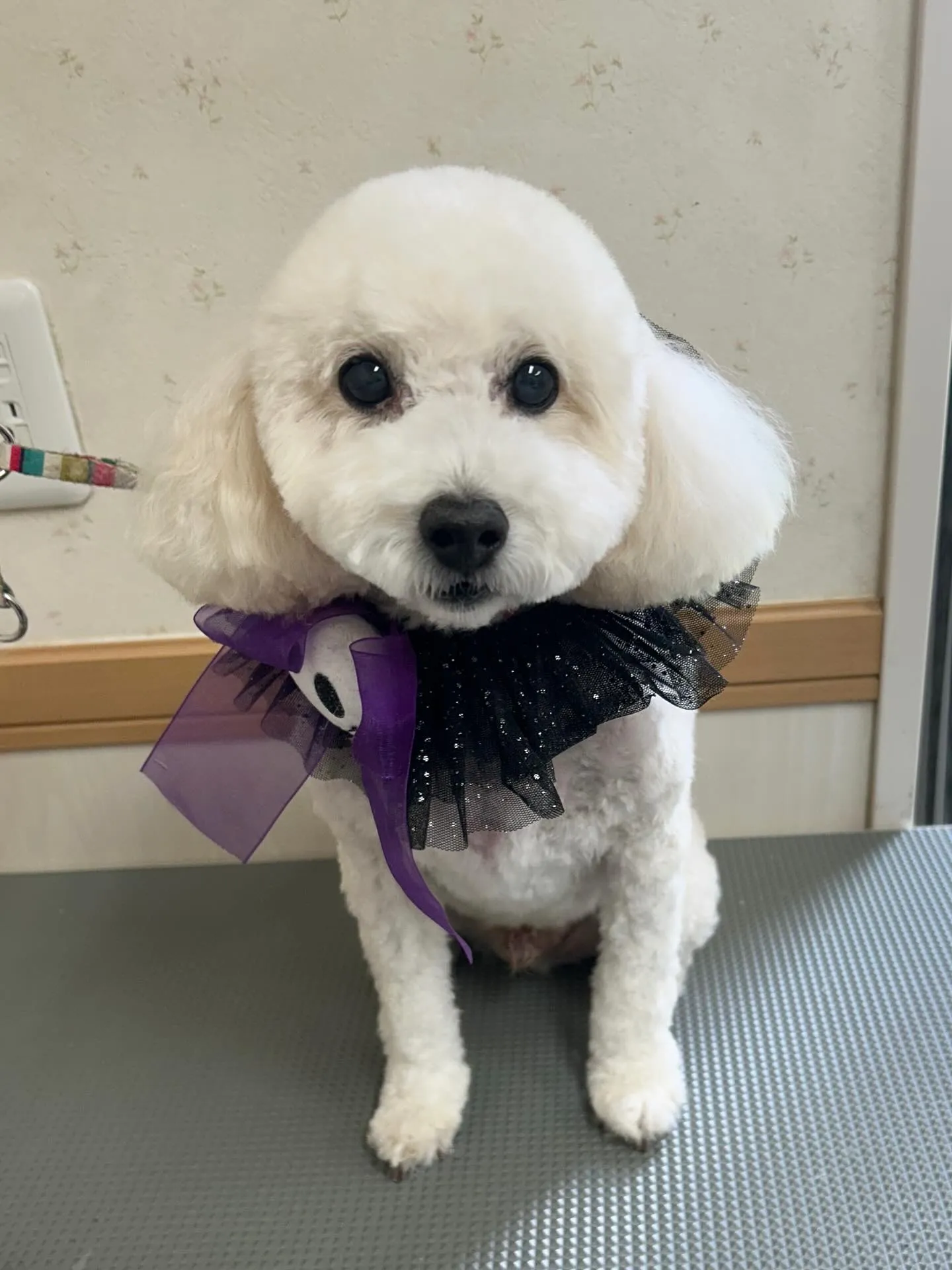 犬のトリミング✂️