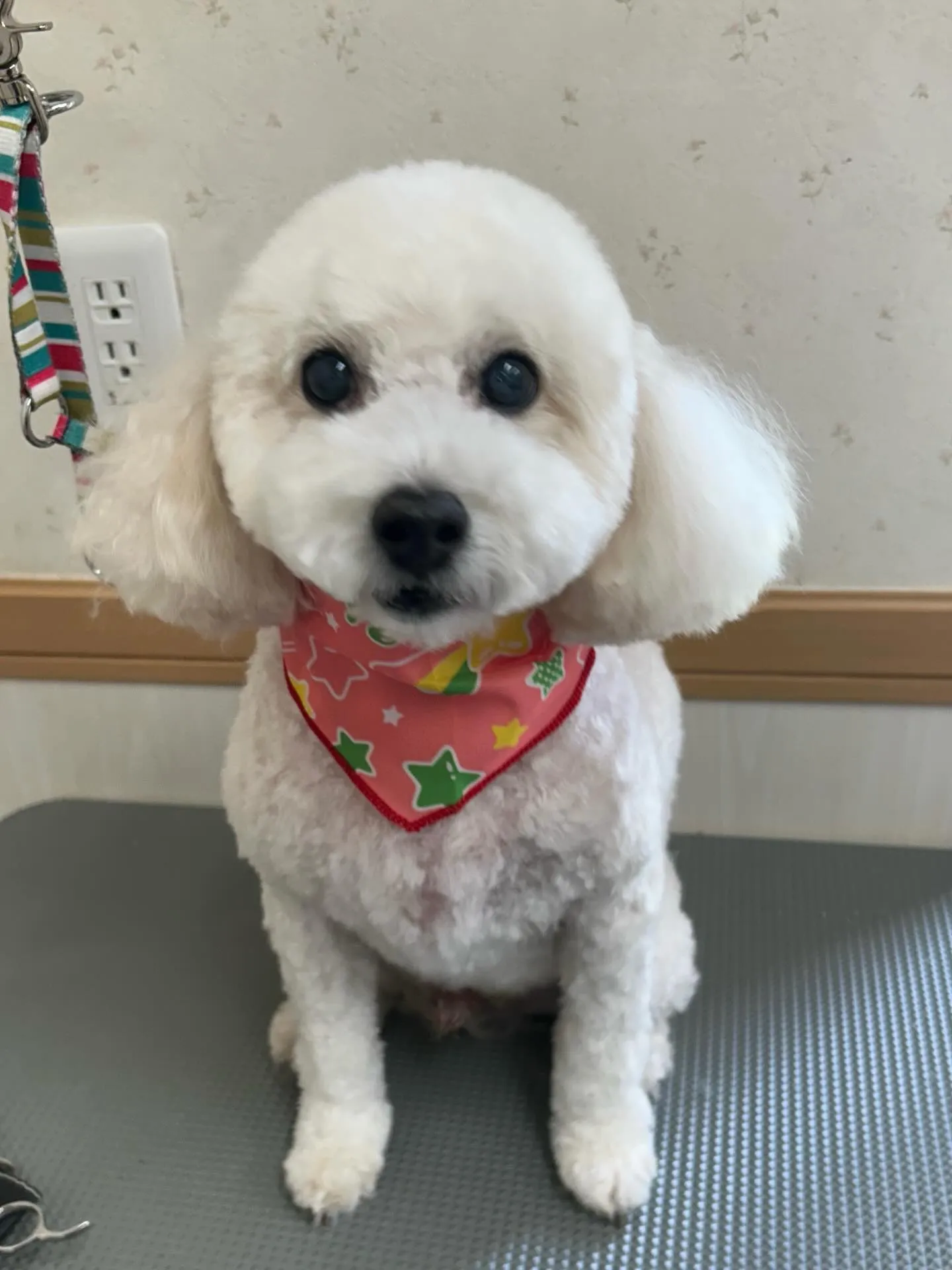 犬のトリミング✂️
