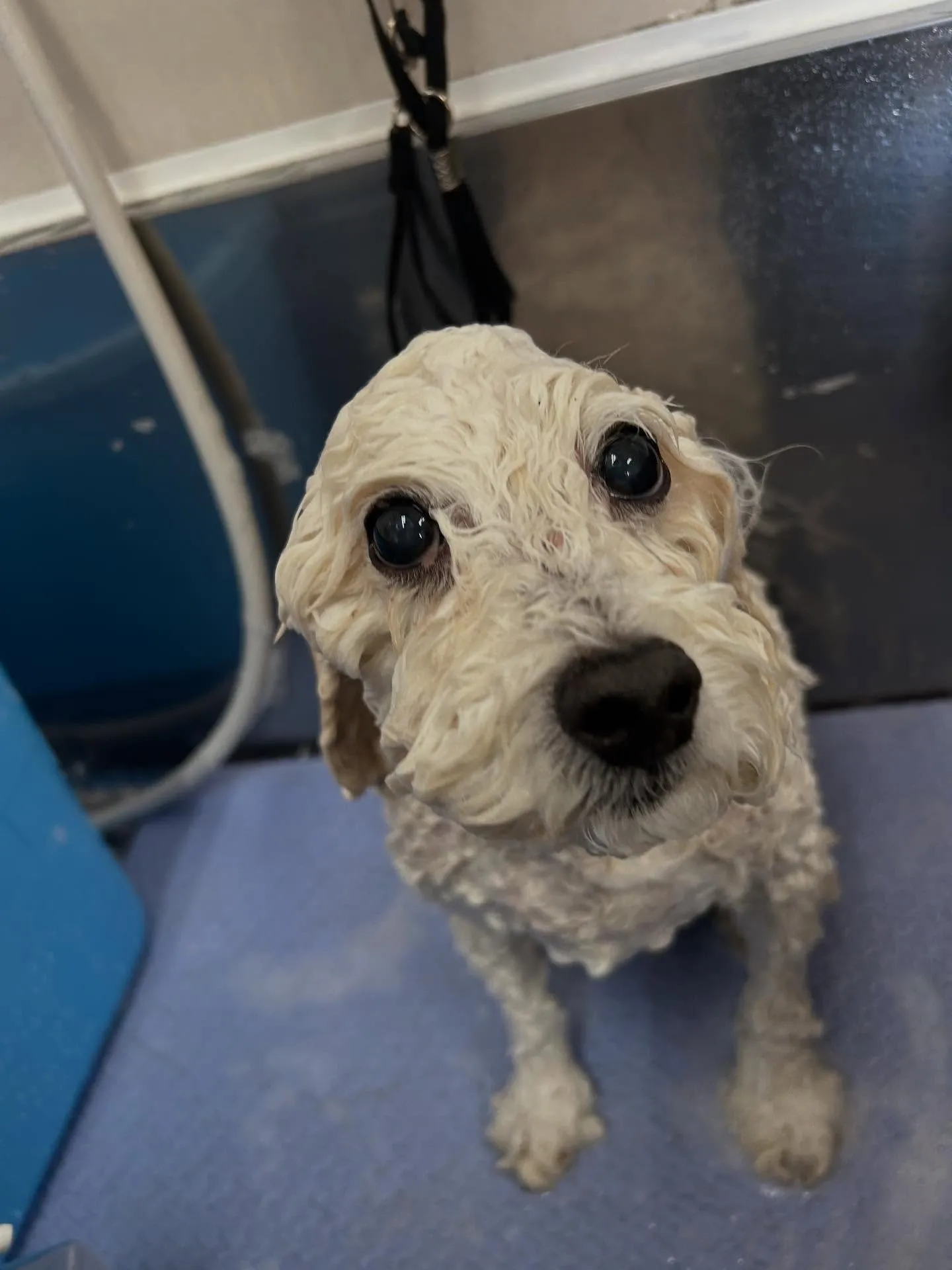 犬のトリミング✂️