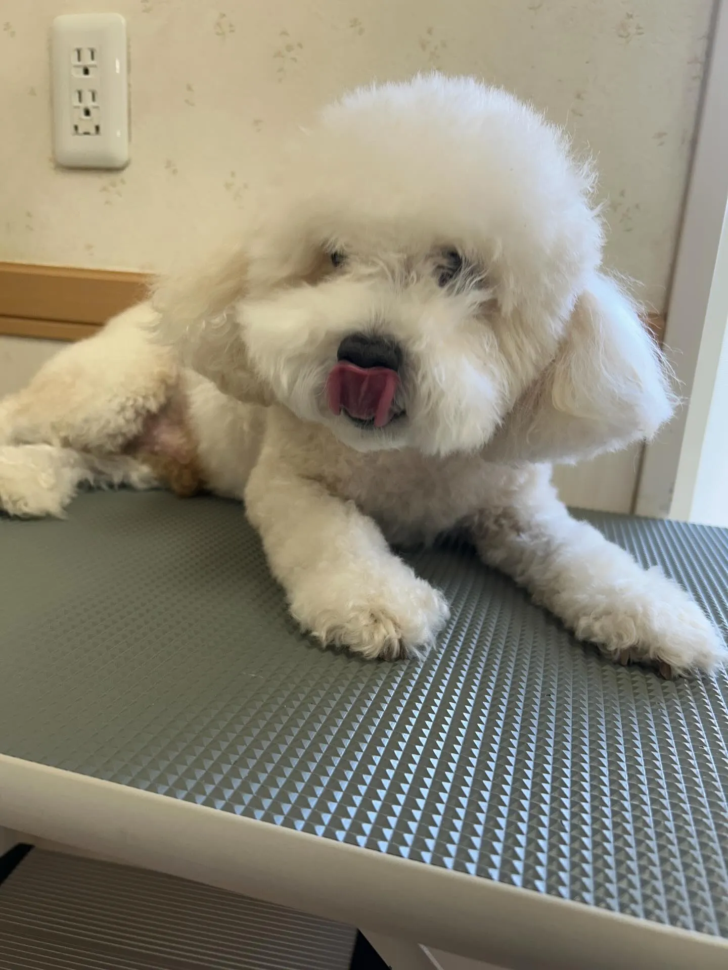 犬のトリミング✂️