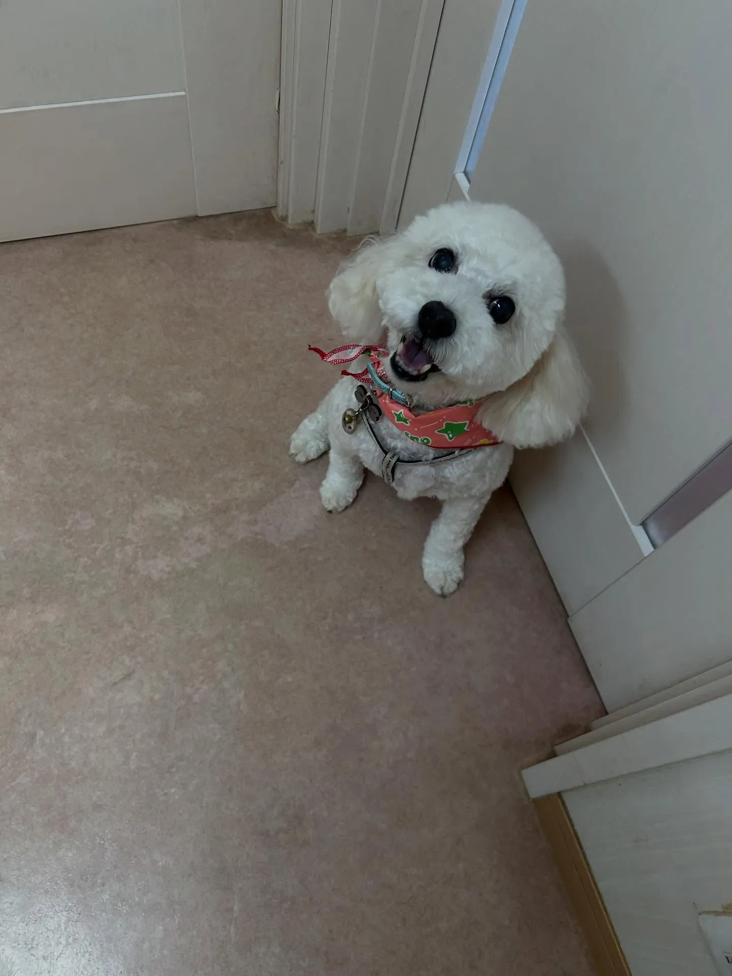 犬のトリミング✂️