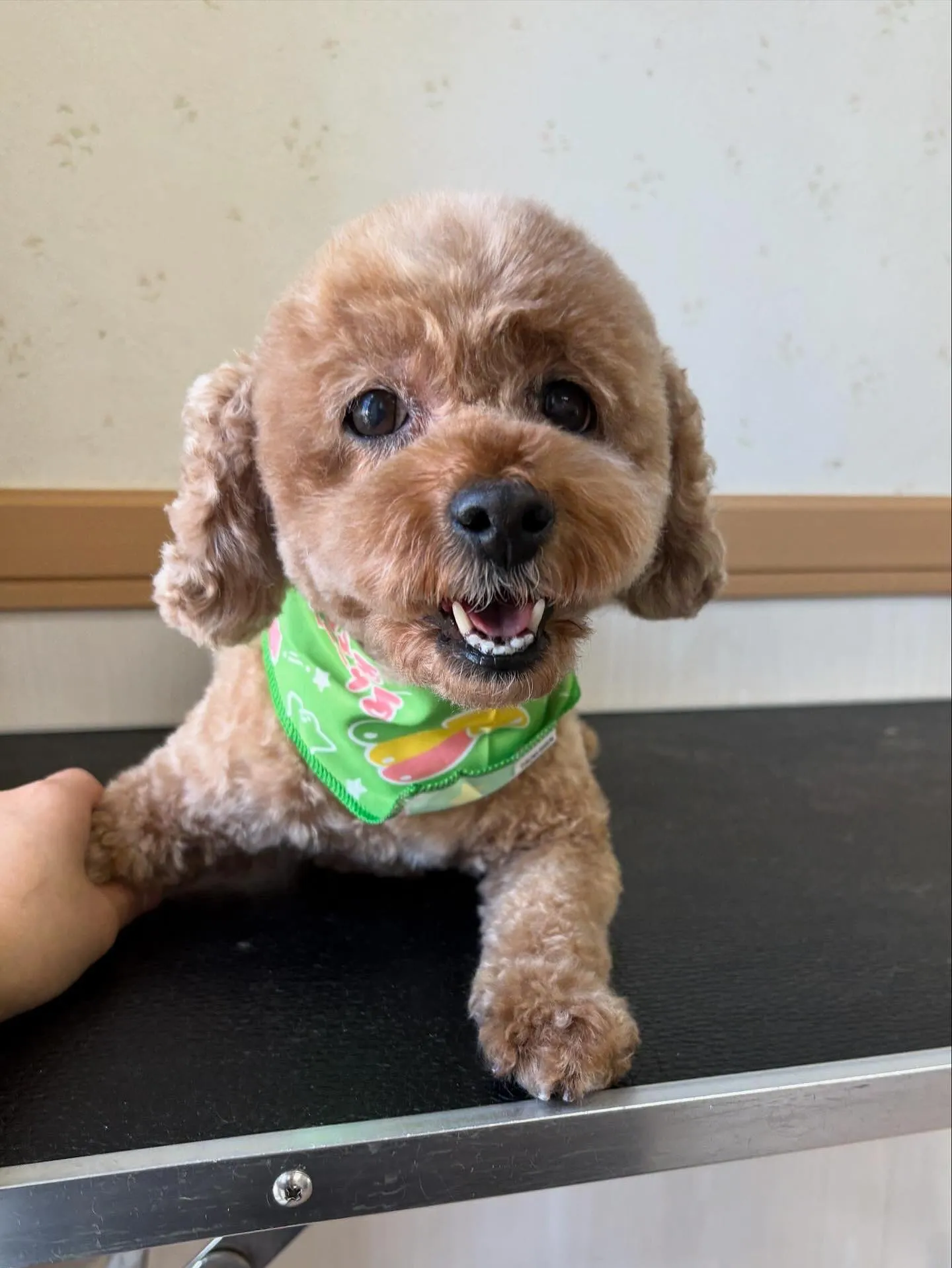 犬のトリミング✂️