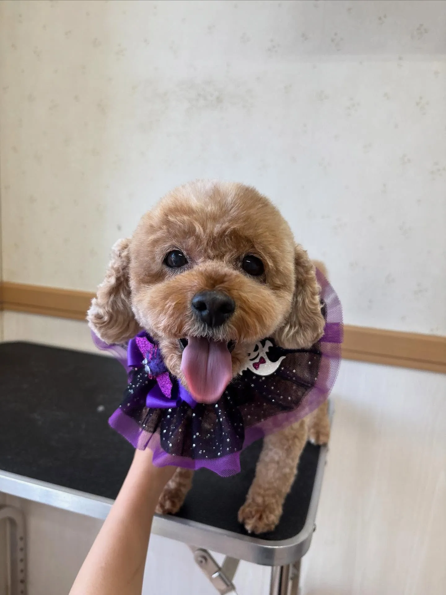 犬のトリミング✂️