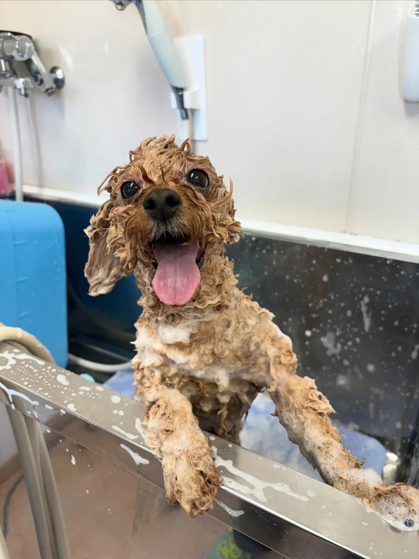 犬のトリミング✂️