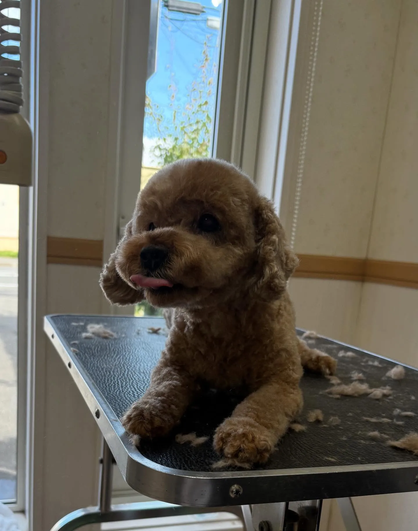 犬のトリミング✂️