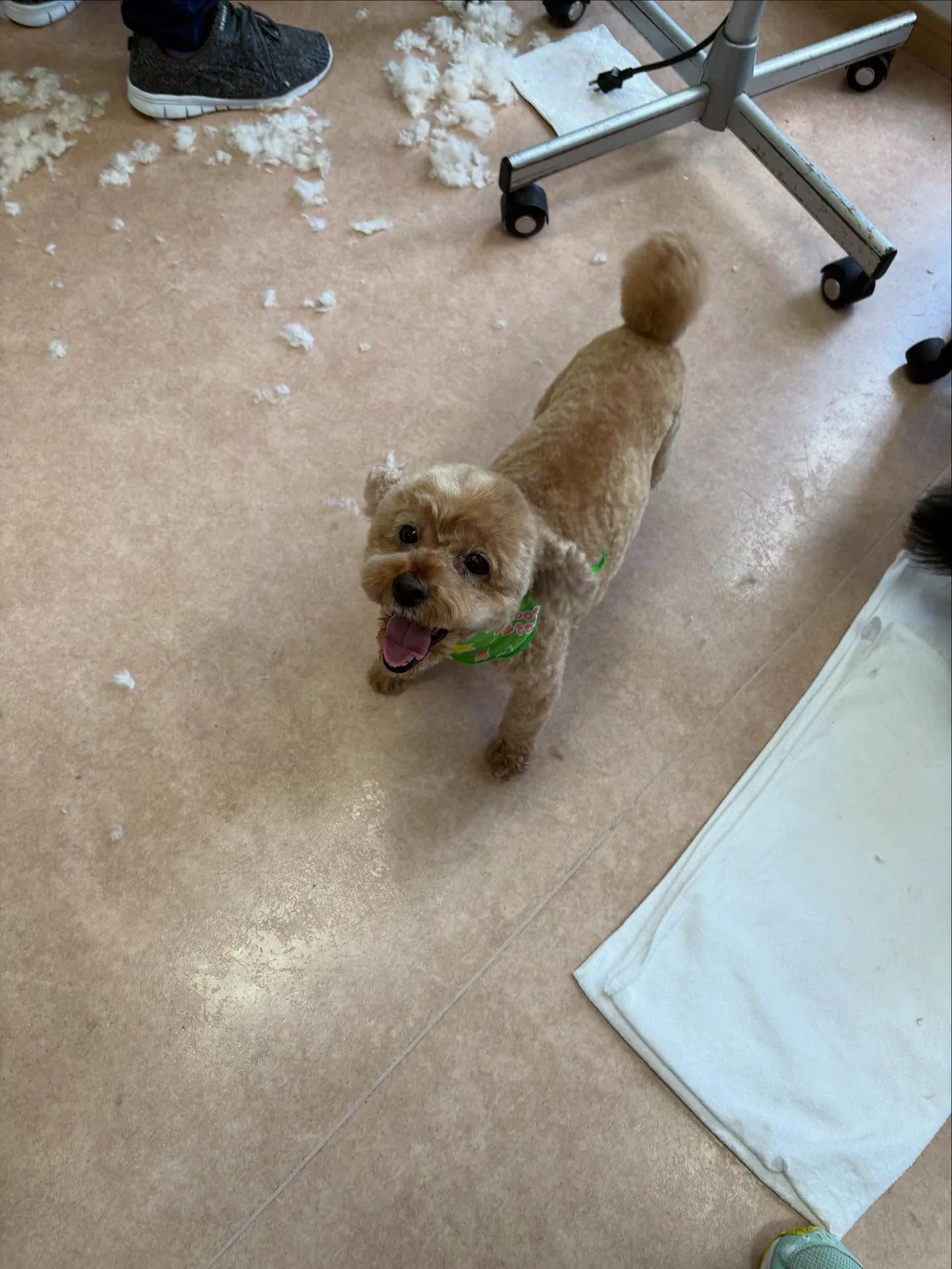 犬のトリミング✂️