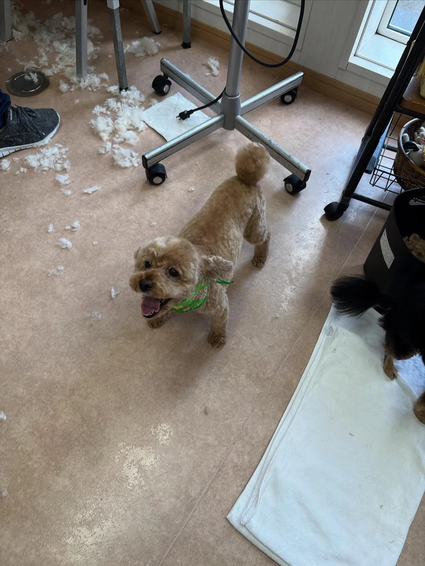 犬のトリミング✂️