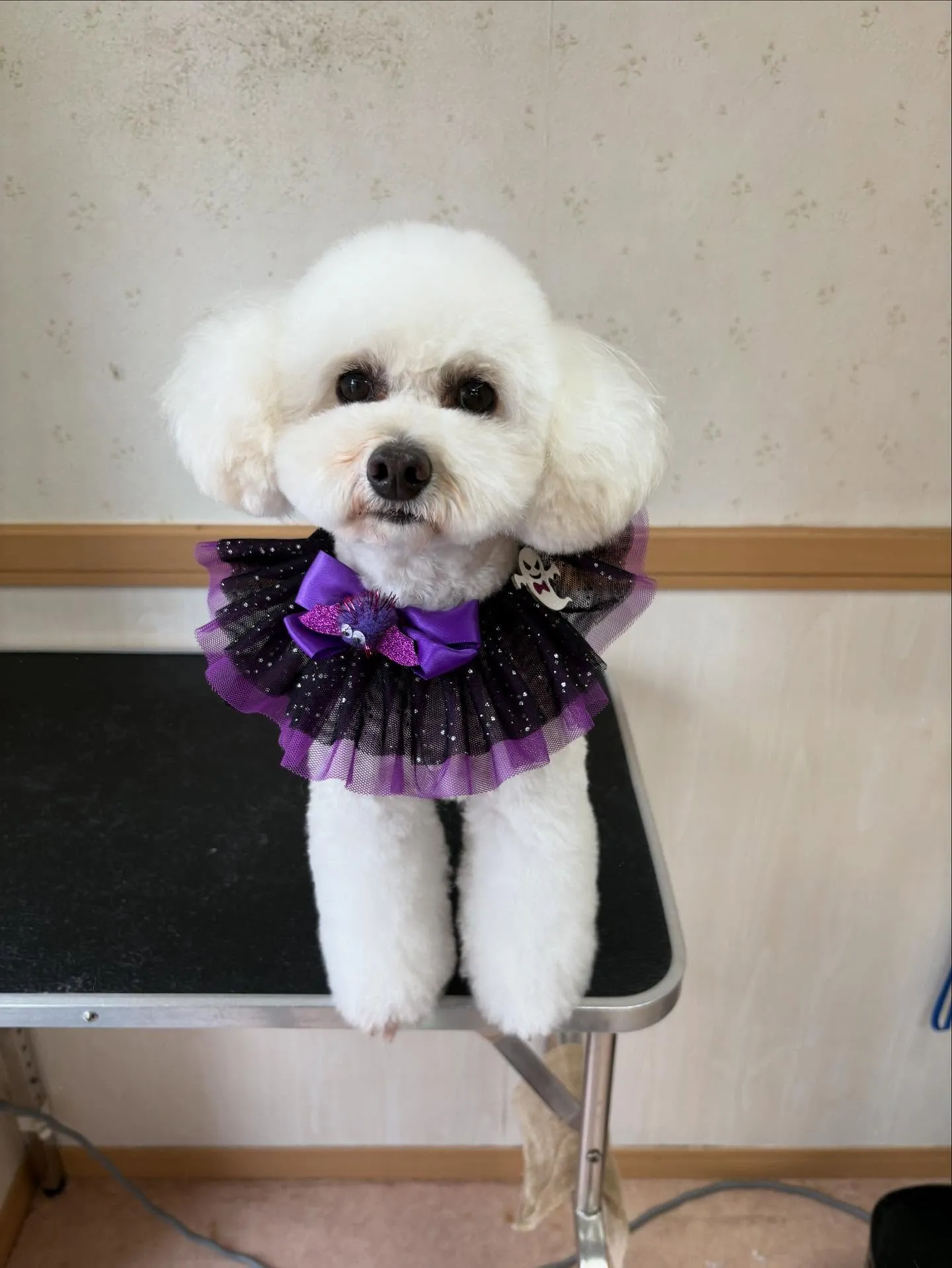 犬のトリミング✂️