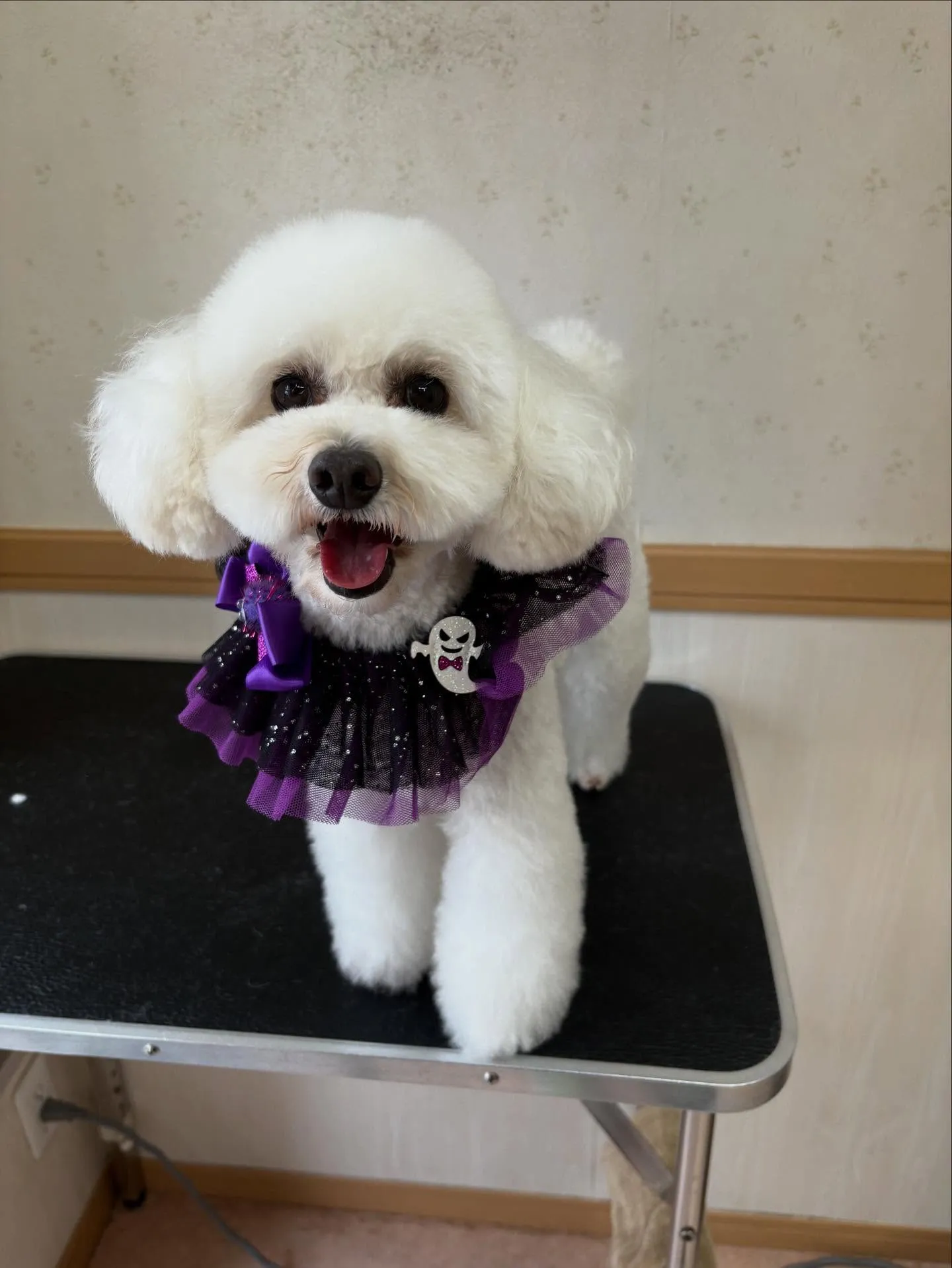 犬のトリミング✂️