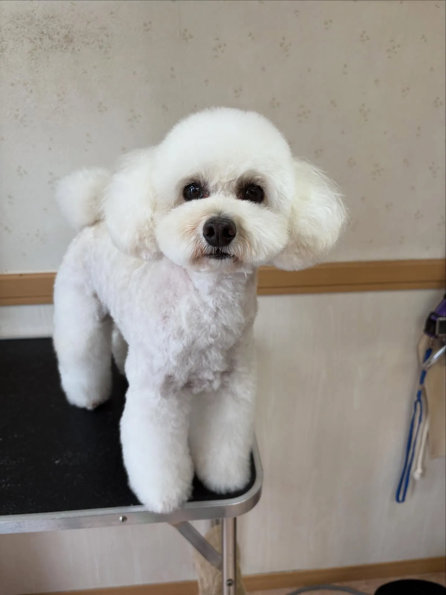 犬のトリミング✂️