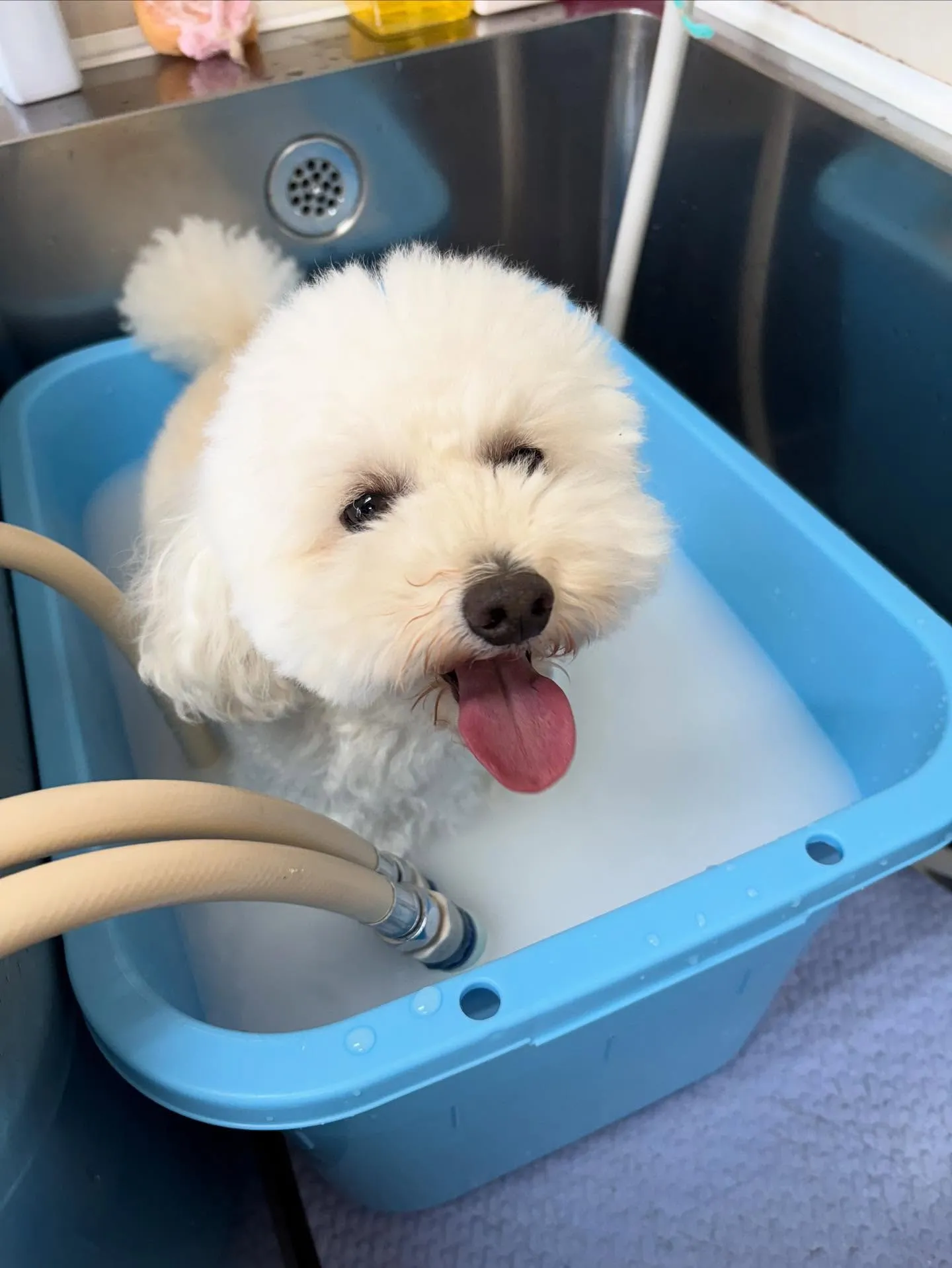 犬のトリミング✂️