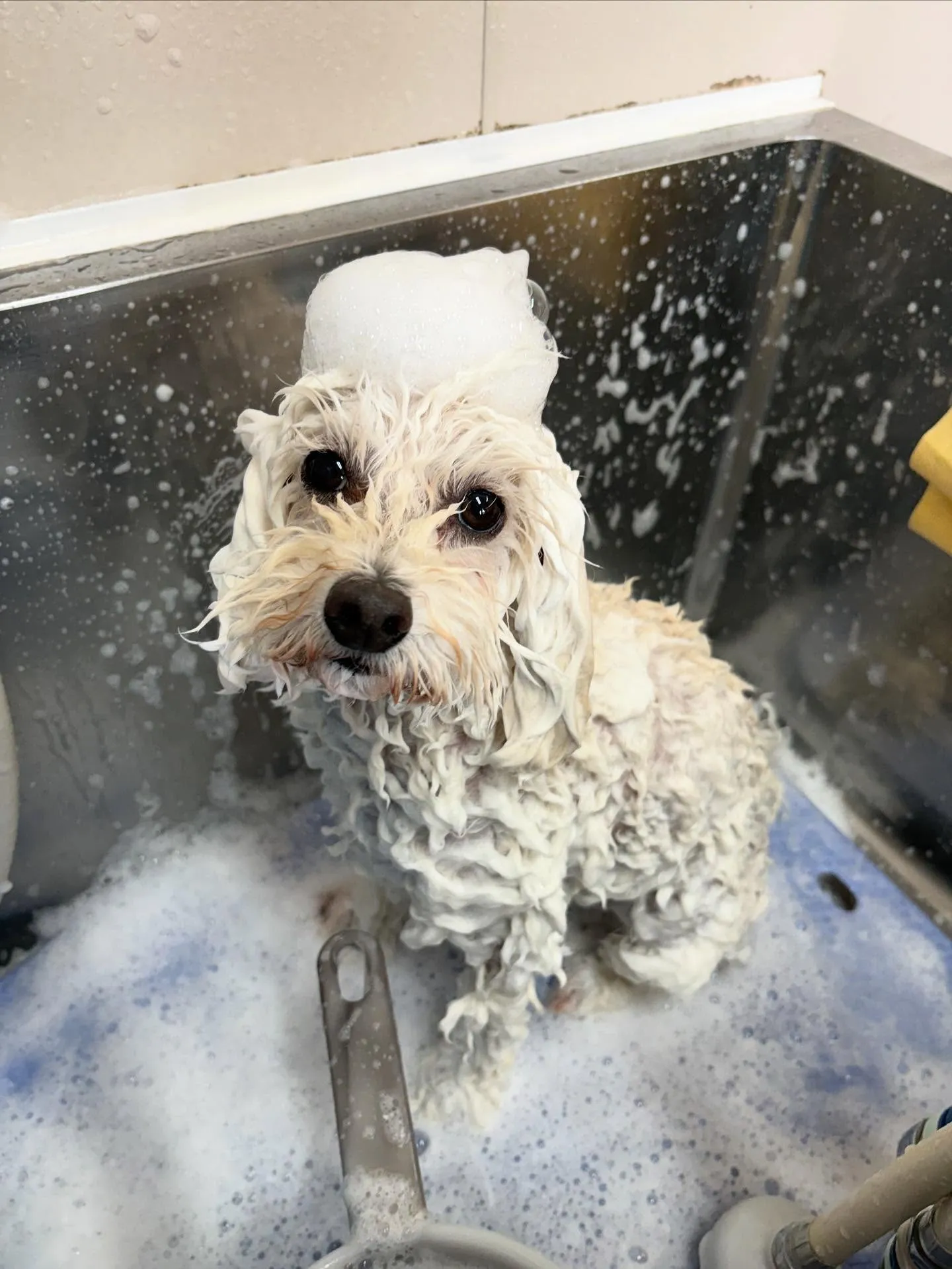 犬のトリミング✂️