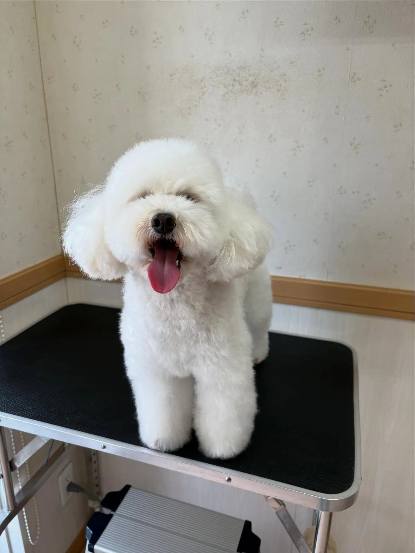犬のトリミング✂️