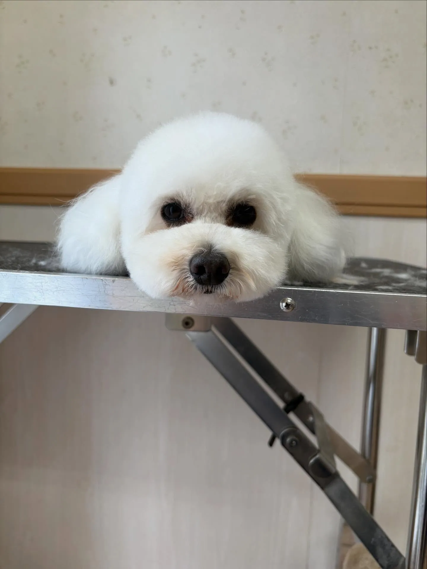 犬のトリミング✂️