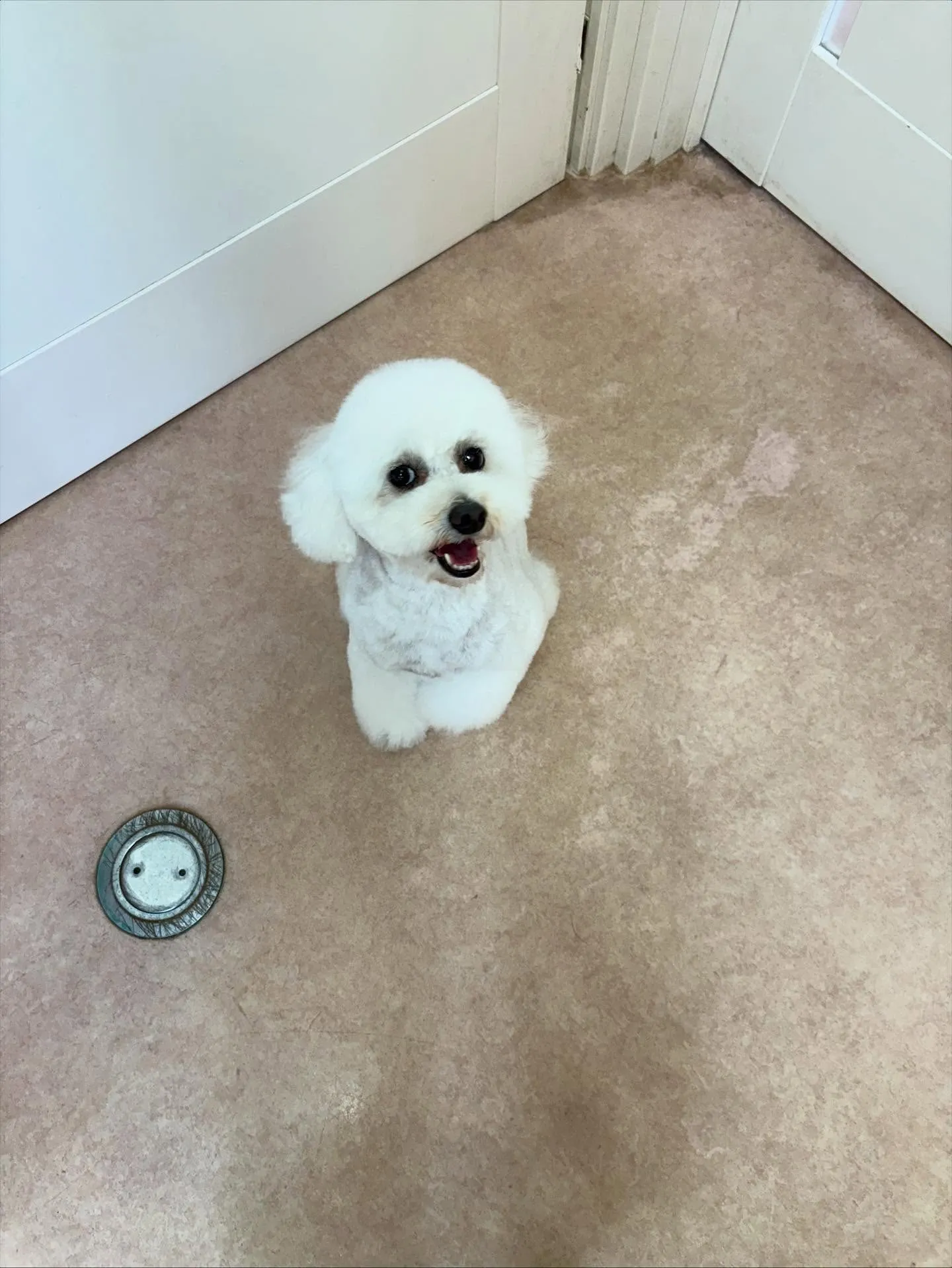 犬のトリミング✂️
