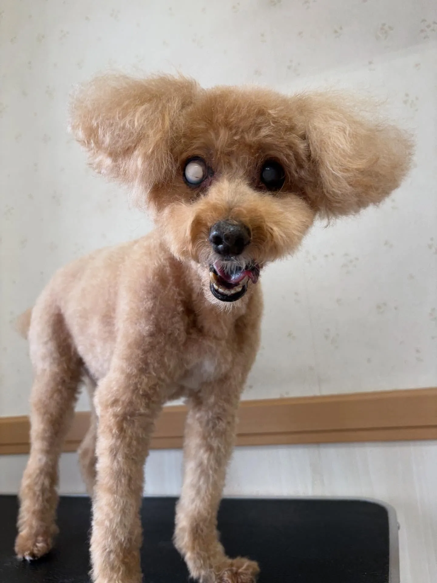 犬のトリミング✂️