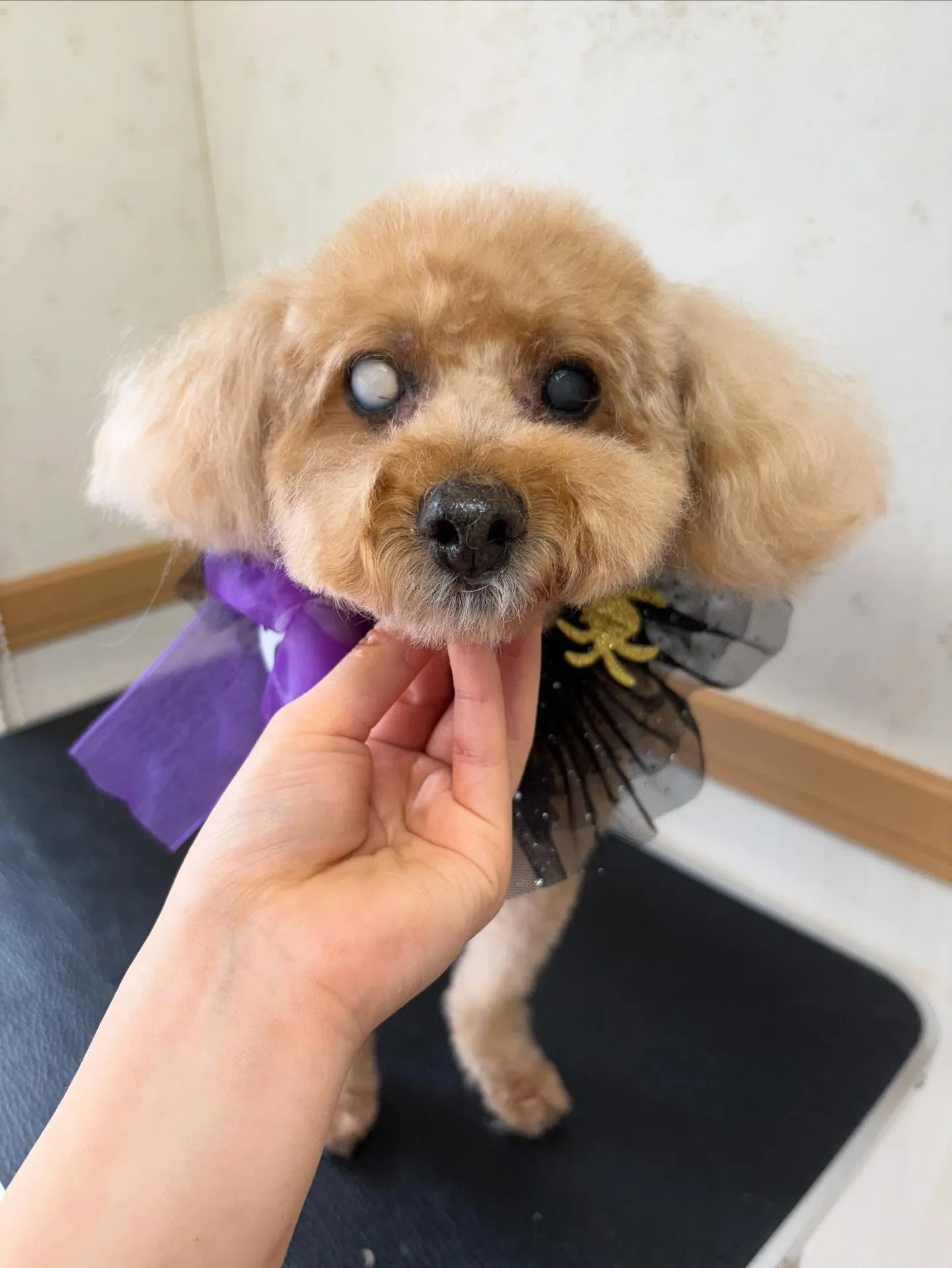 犬のトリミング✂️