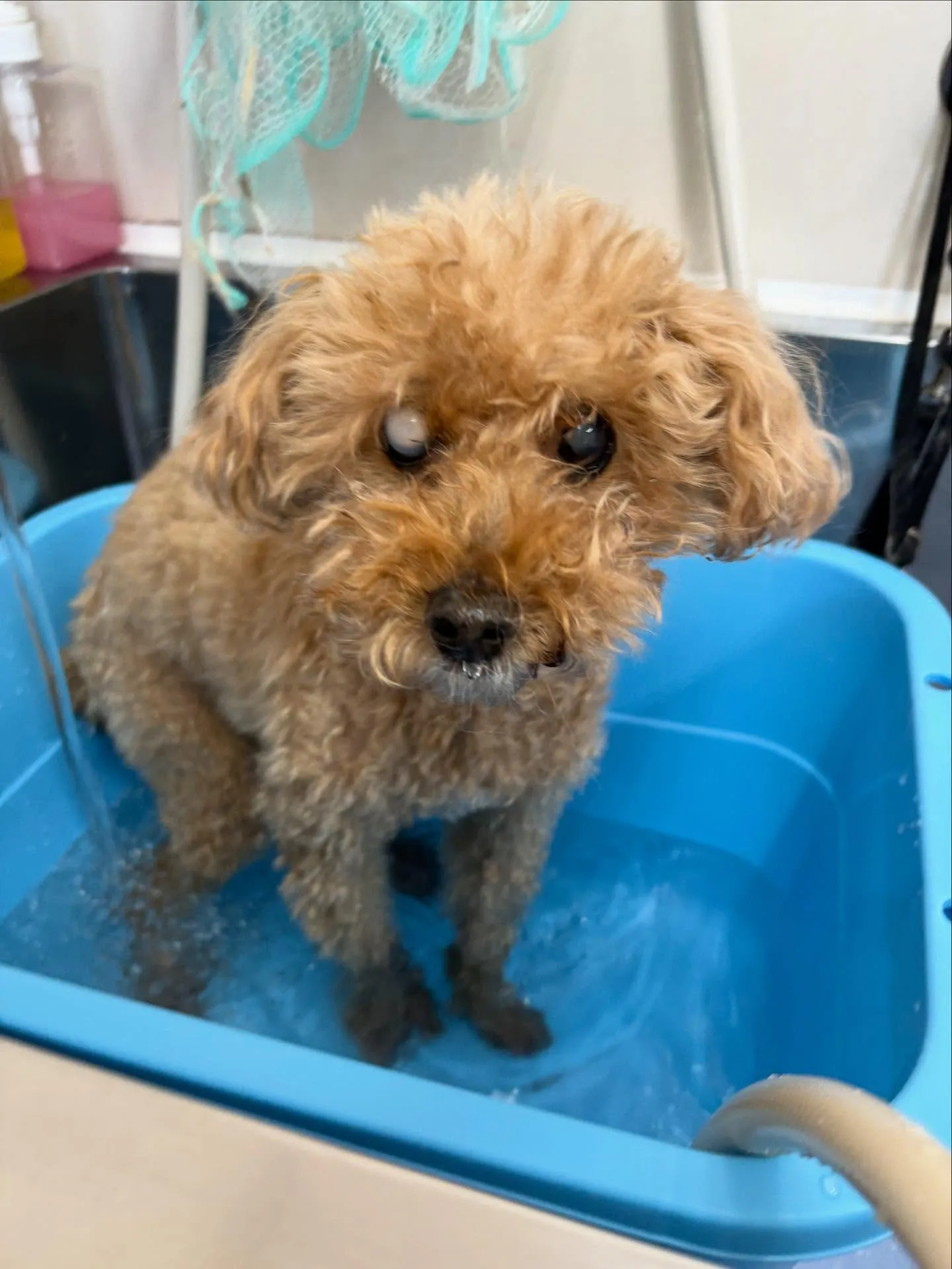 犬のトリミング✂️
