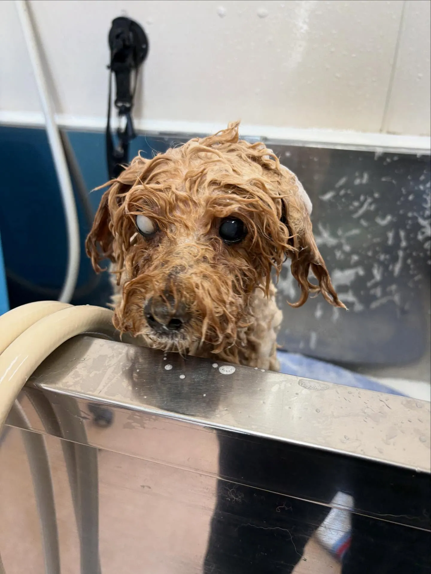 犬のトリミング✂️