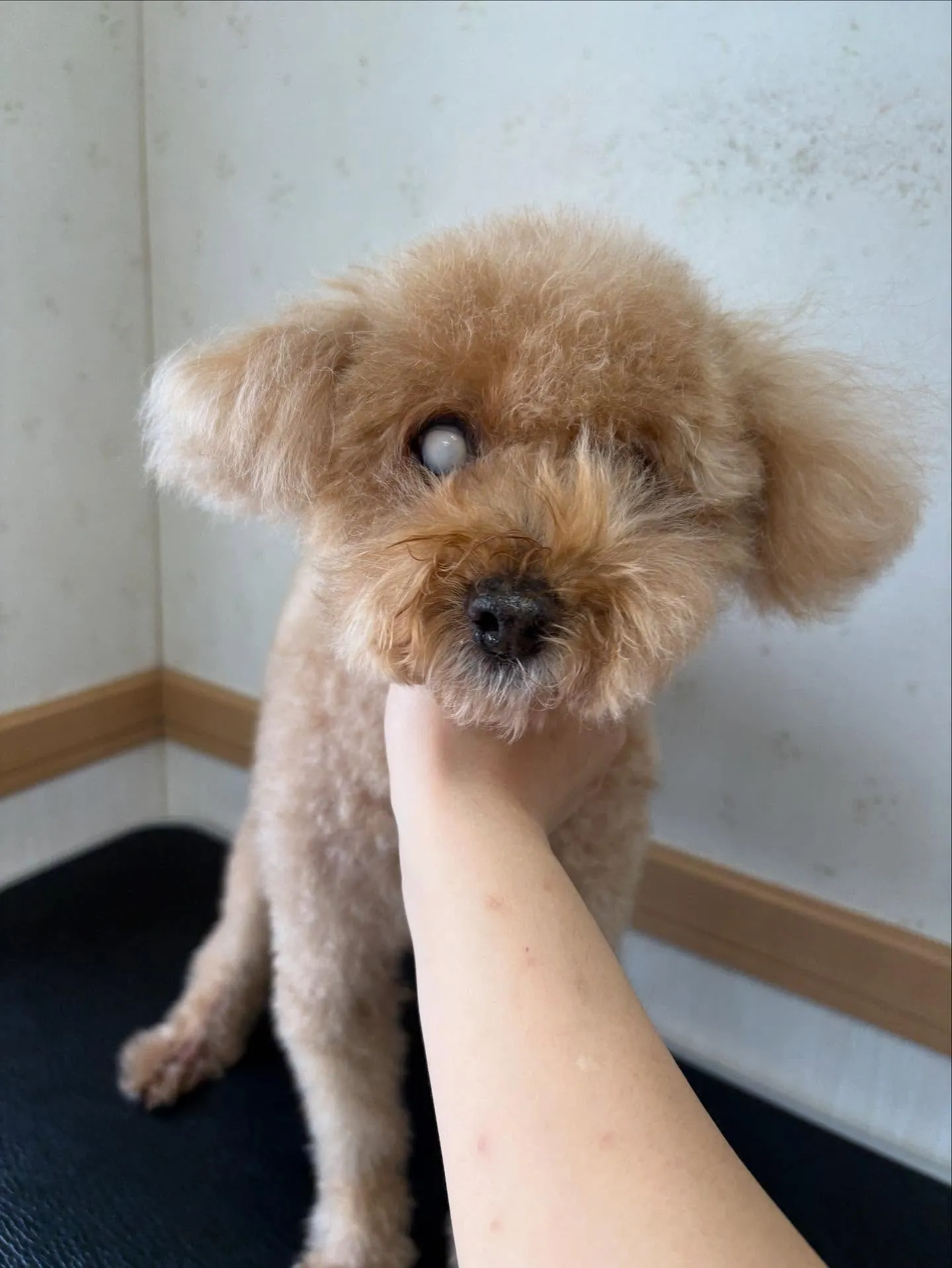 犬のトリミング✂️