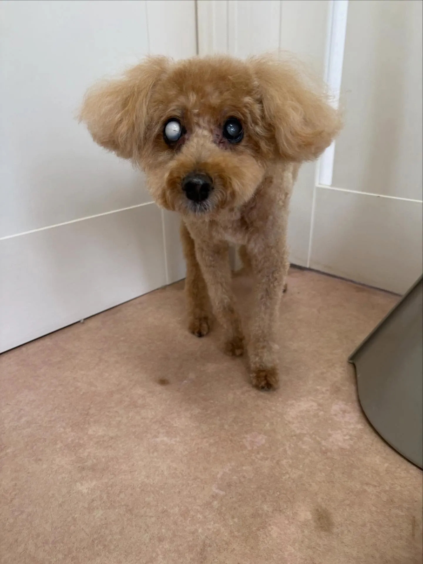 犬のトリミング✂️