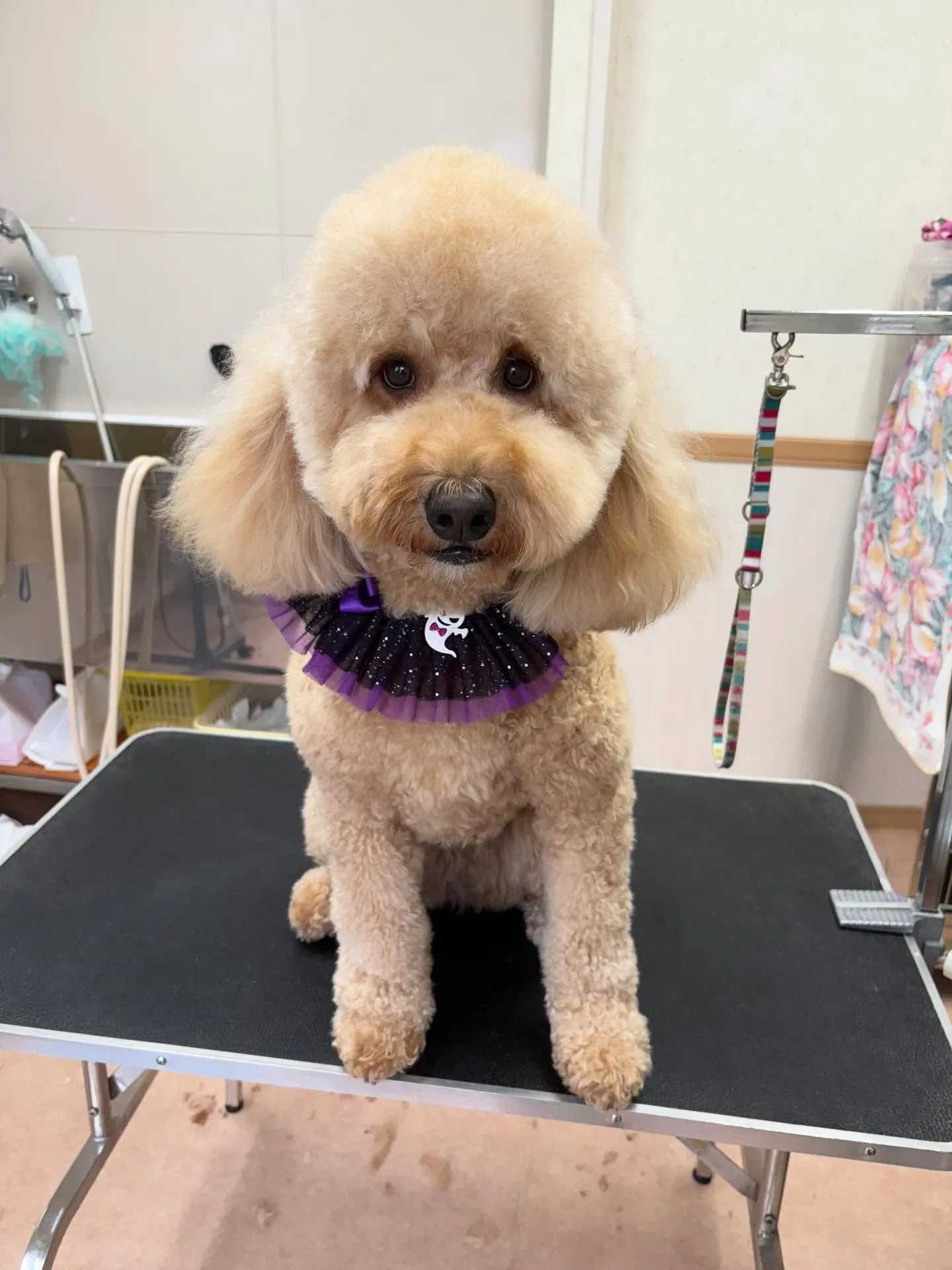 犬のトリミング✂️