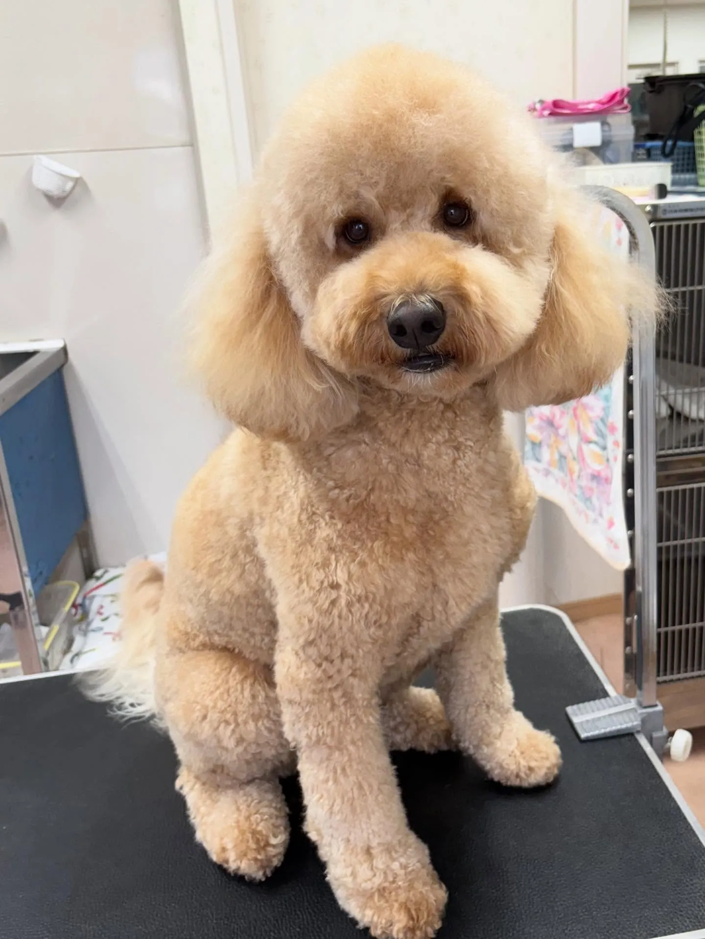 犬のトリミング✂️