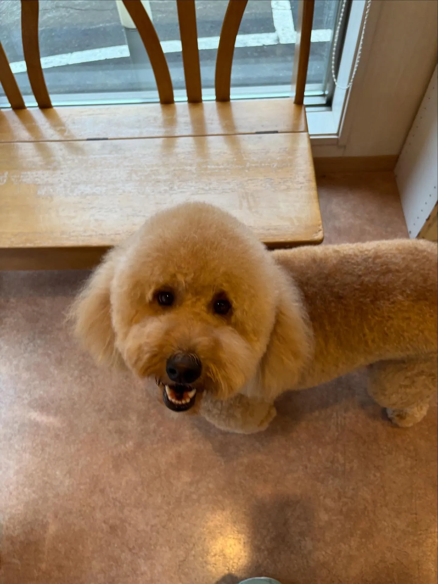 犬のトリミング✂️