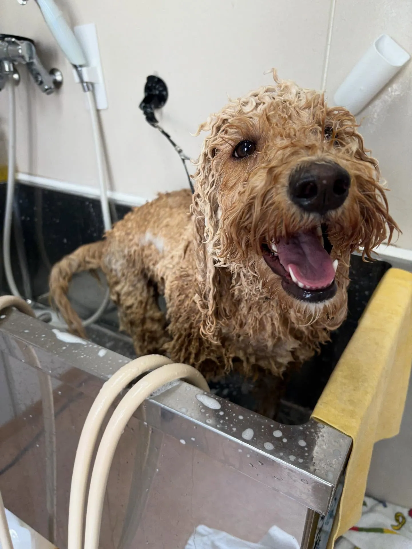 犬のトリミング✂️