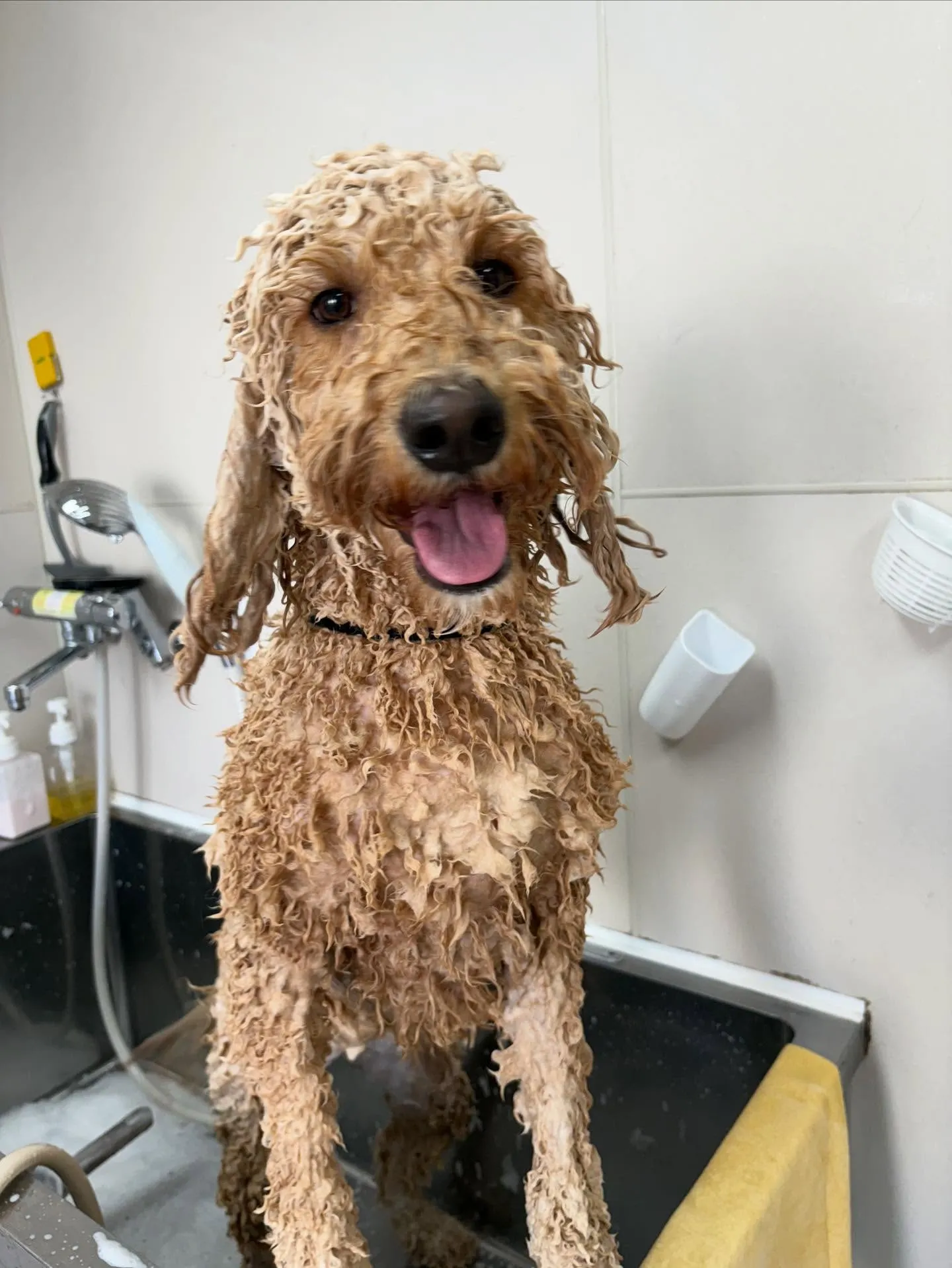 犬のトリミング✂️