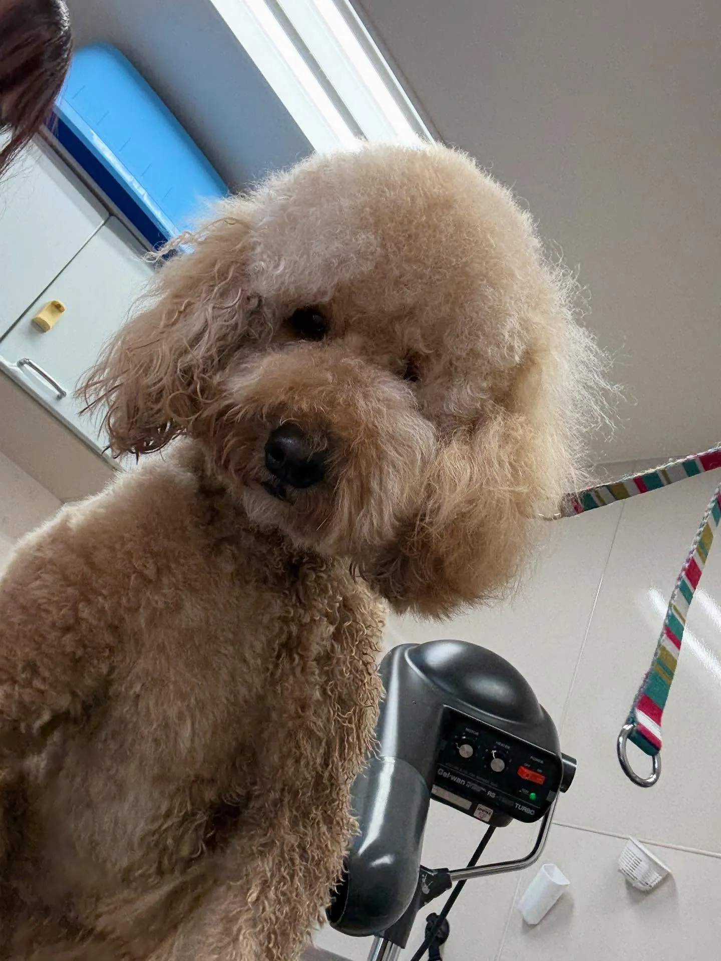 犬のトリミング✂️