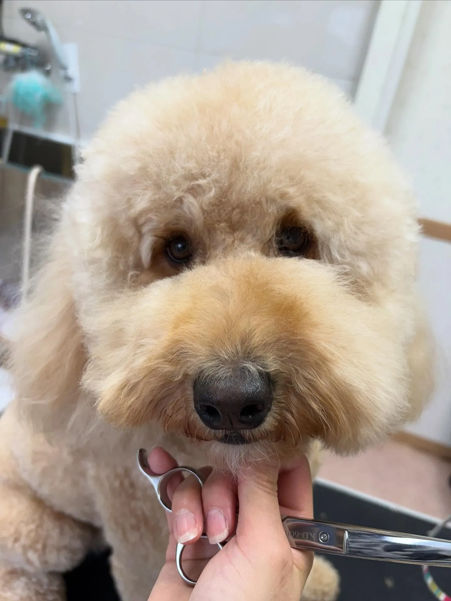 犬のトリミング✂️