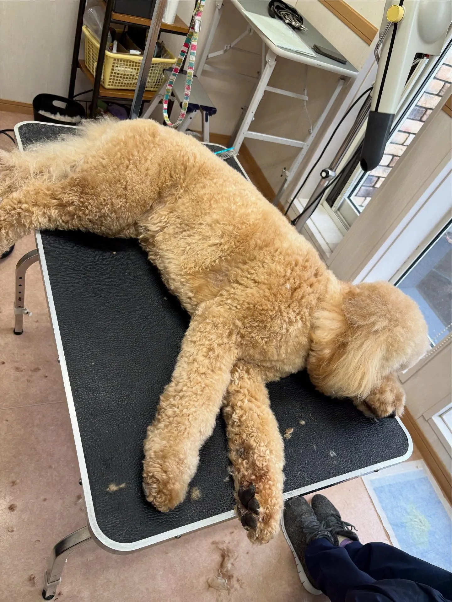 犬のトリミング✂️