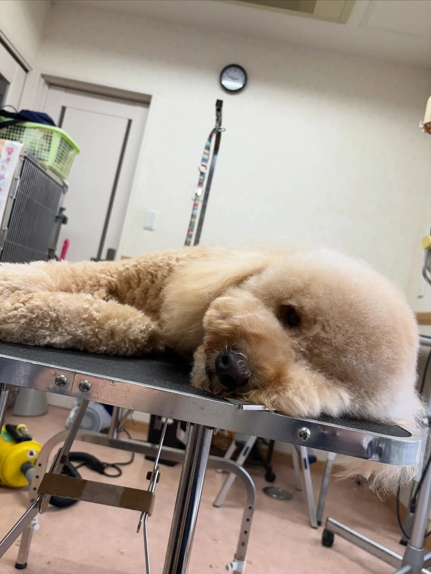犬のトリミング✂️