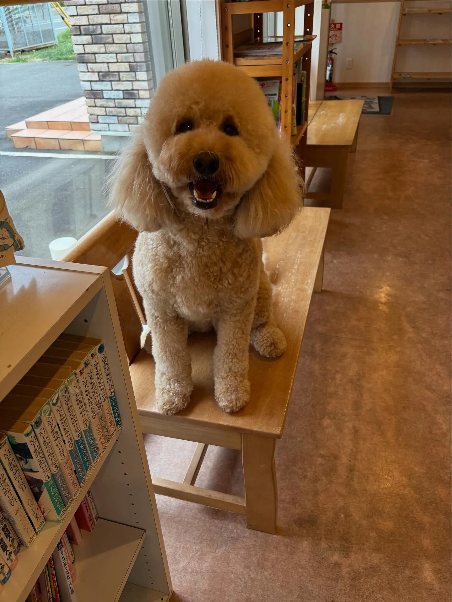 犬のトリミング✂️