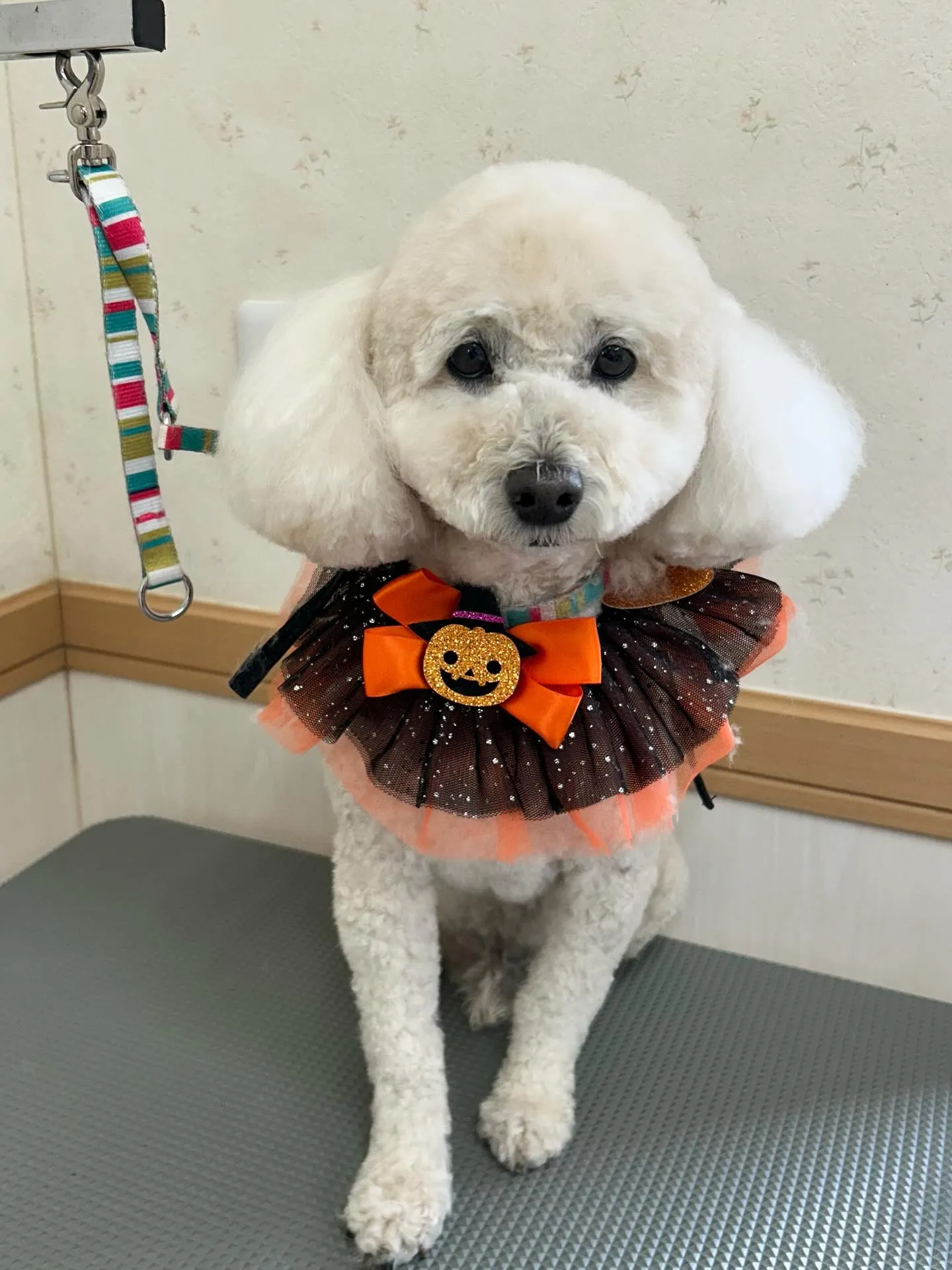 犬のトリミング✂️