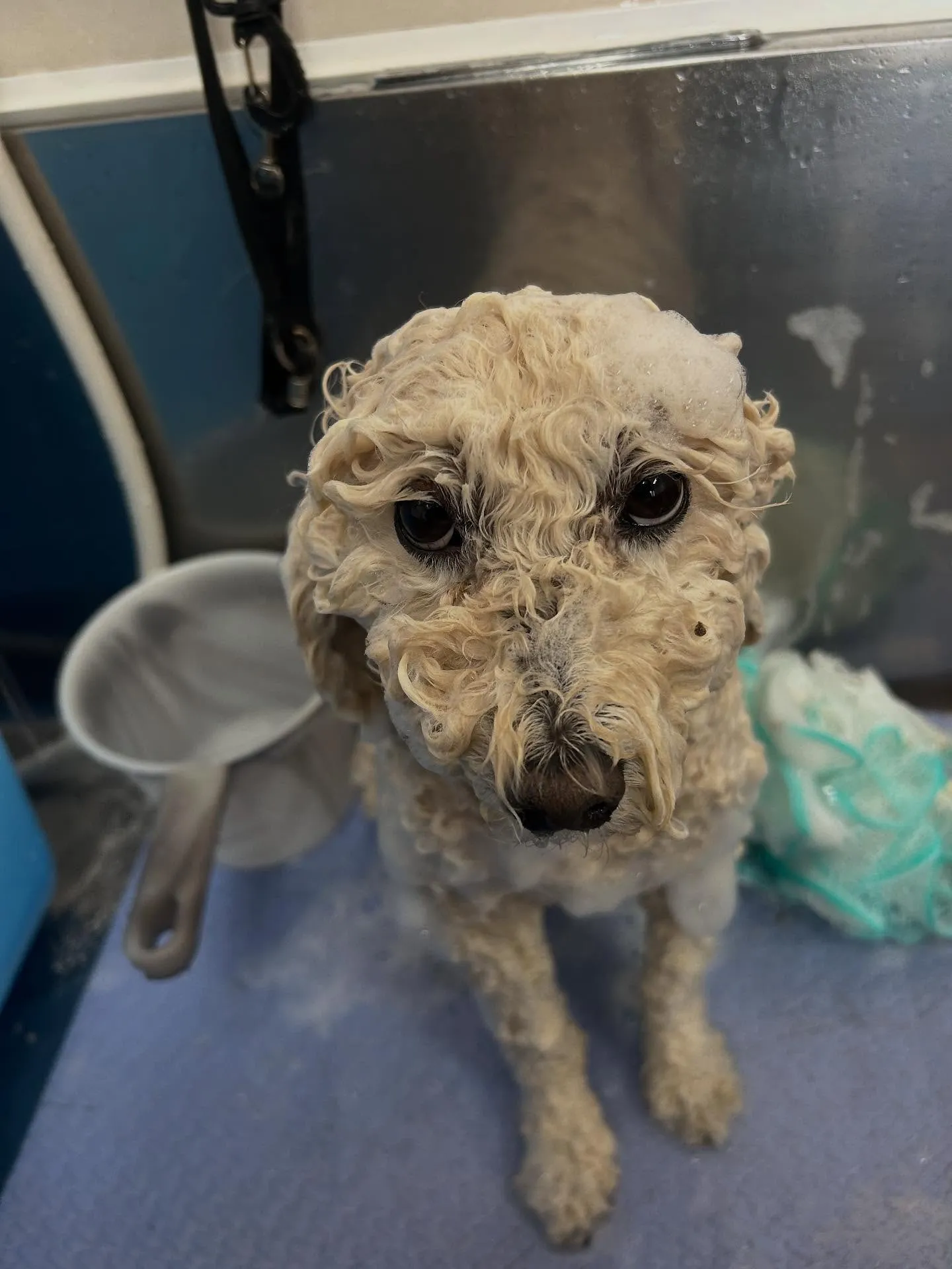 犬のトリミング✂️