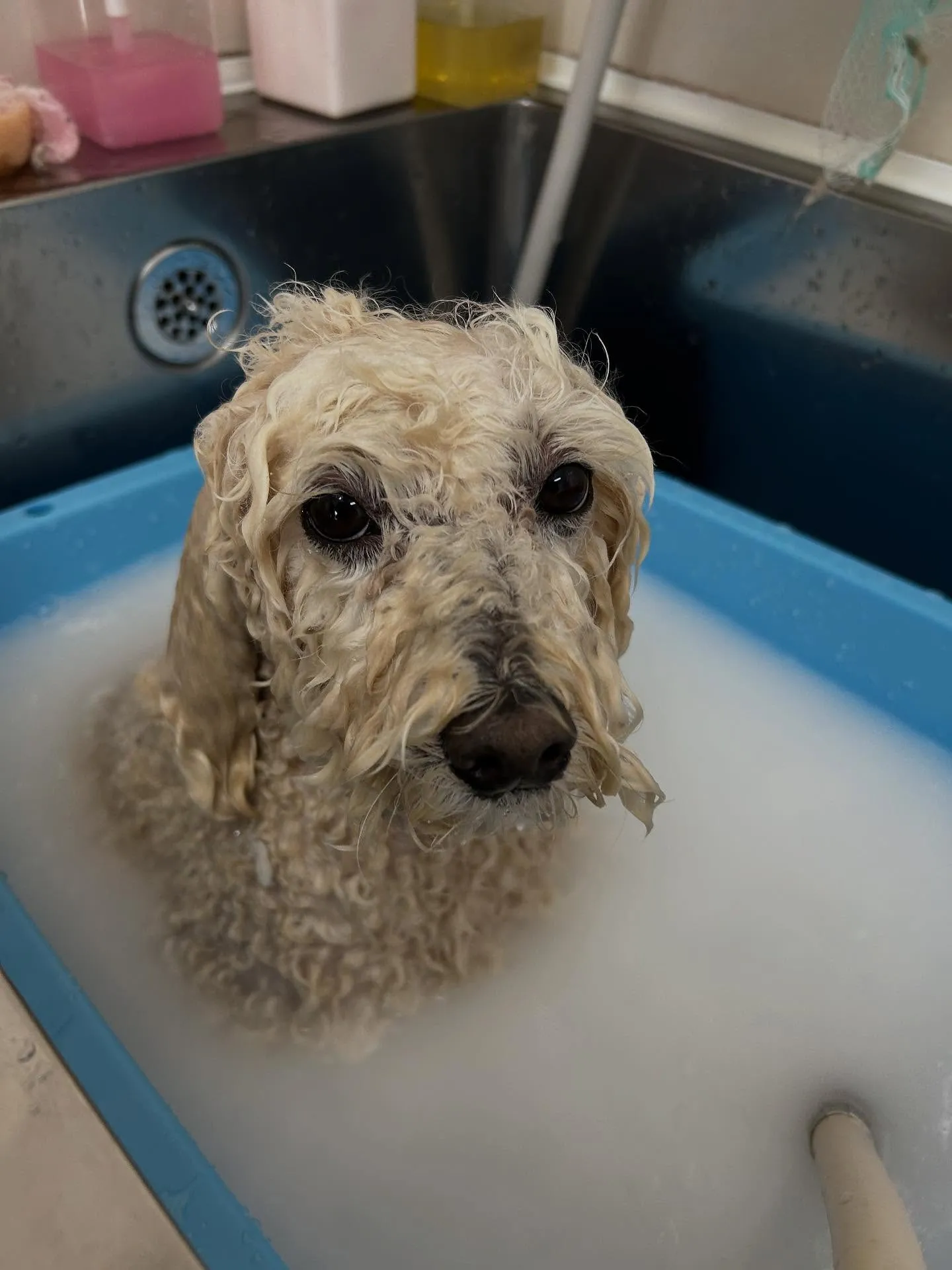 犬のトリミング✂️