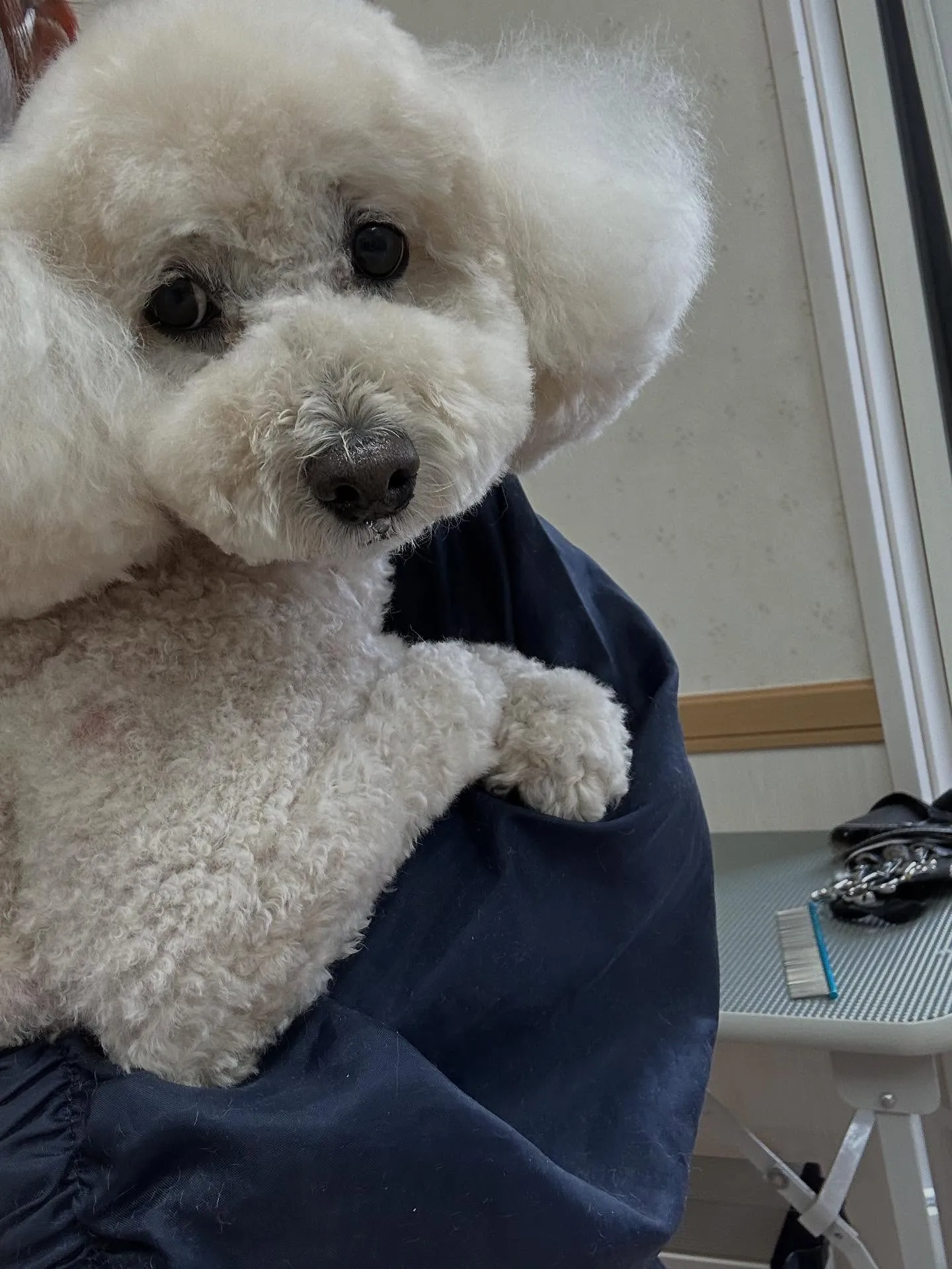 犬のトリミング✂️