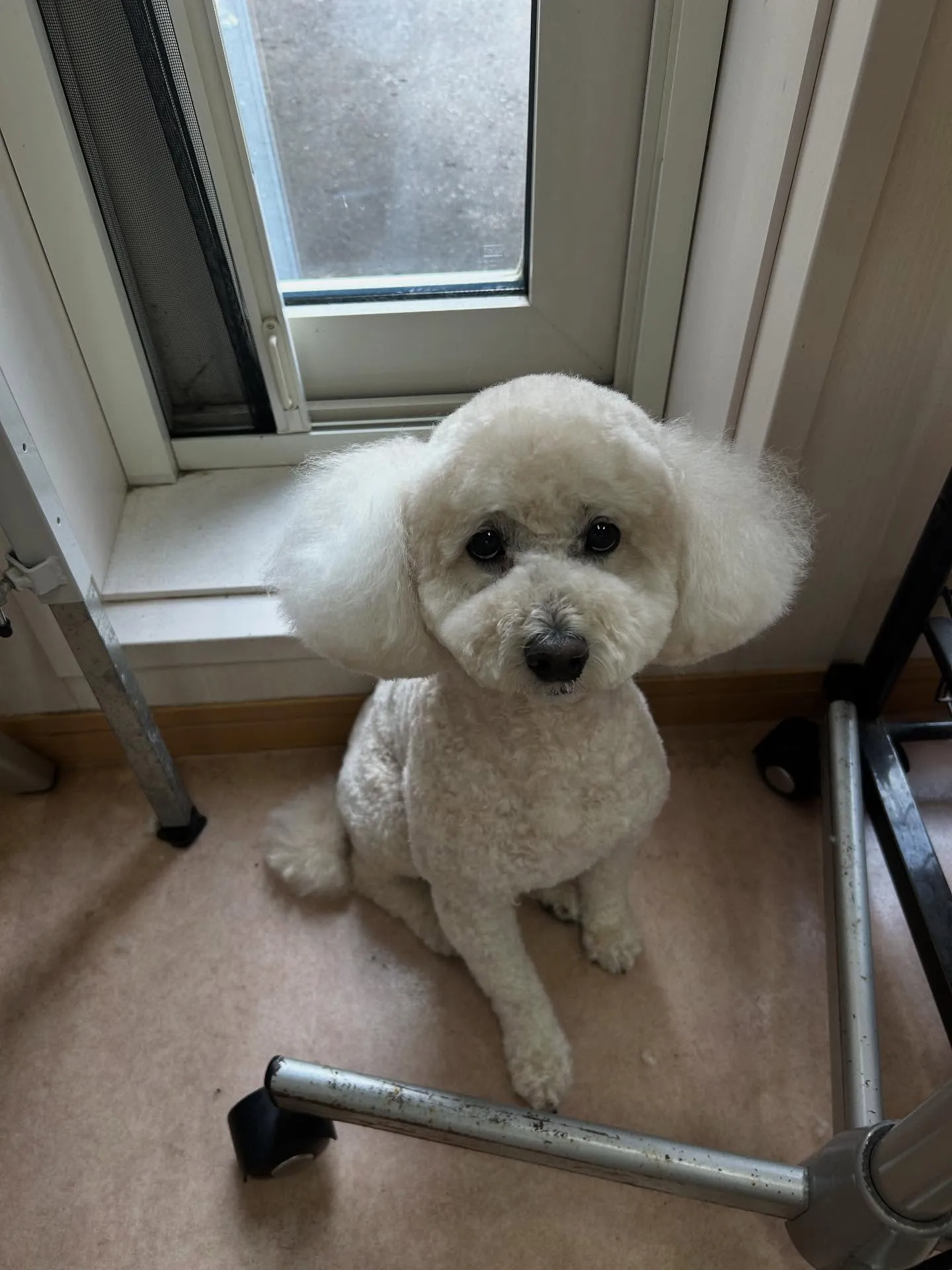 犬のトリミング✂️