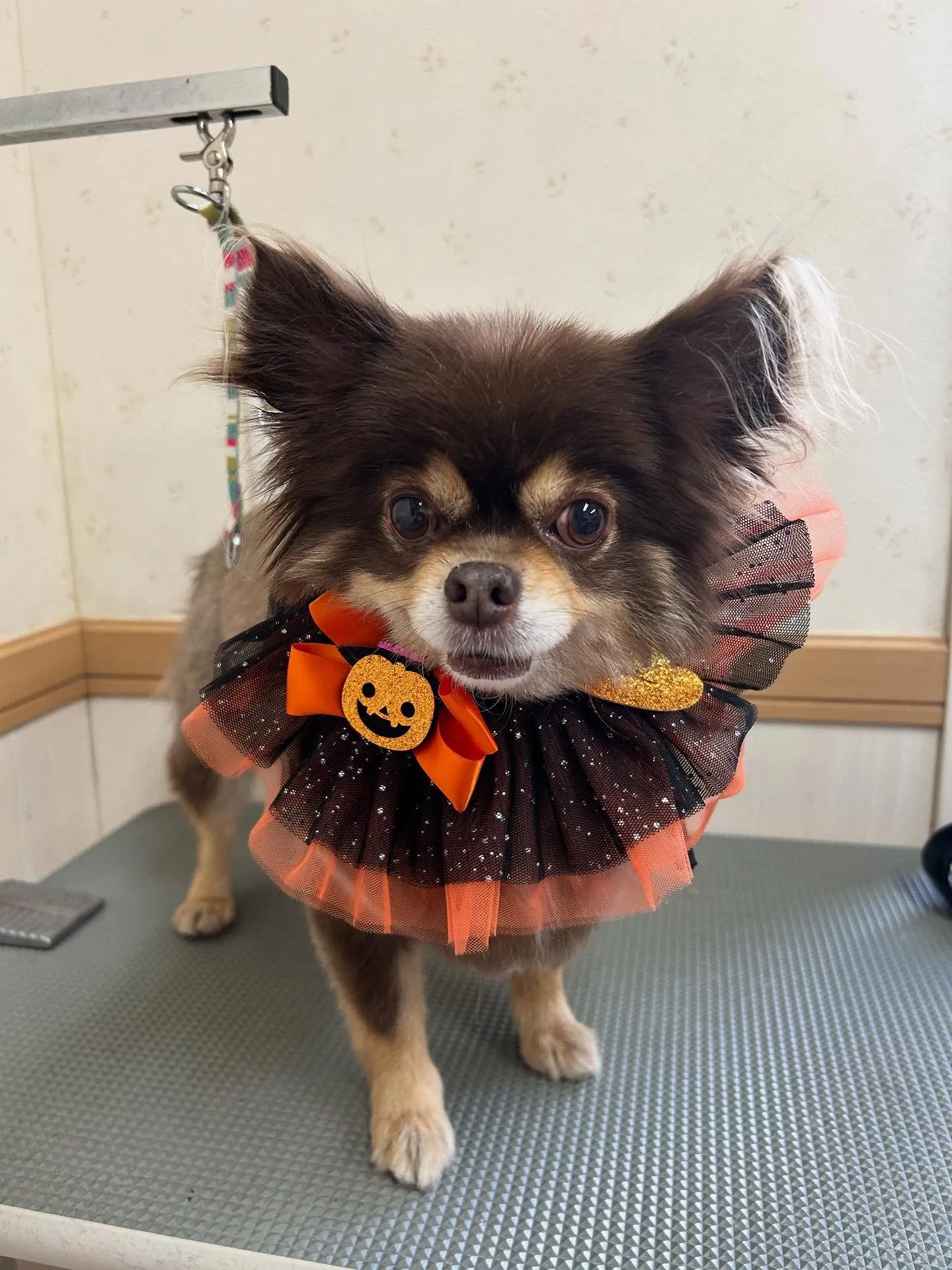 犬のトリミング✂️