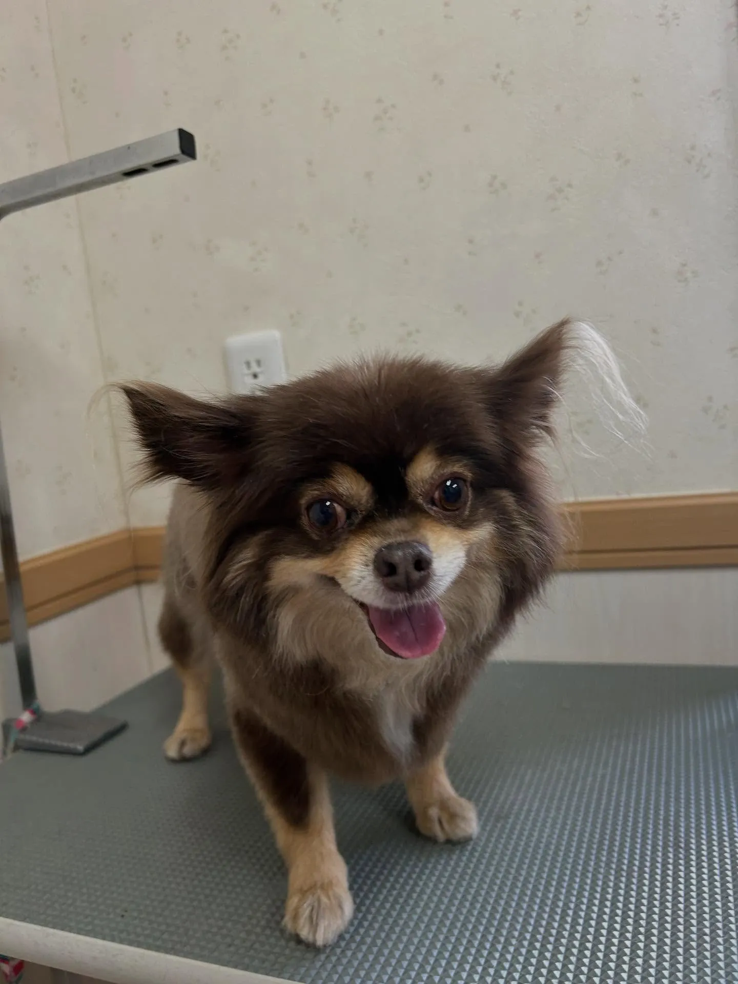 犬のトリミング✂️